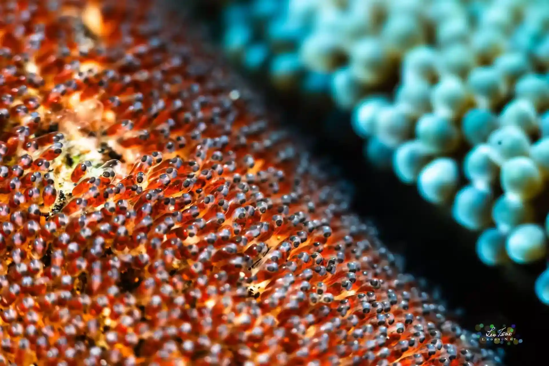 Underwater Photographer : Leo Tsao 曹杰