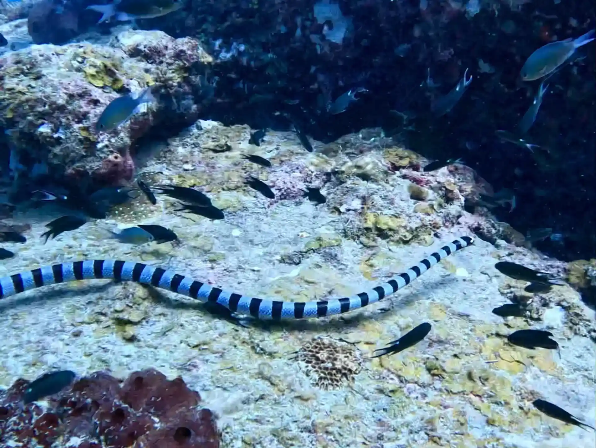 Banded Sea Krate
