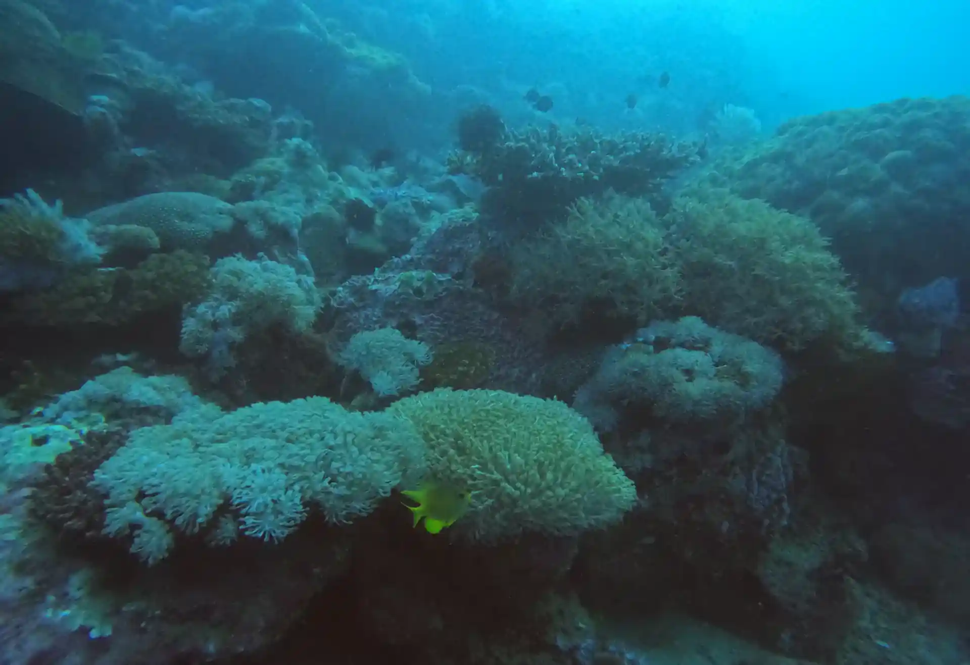 Dive site photo