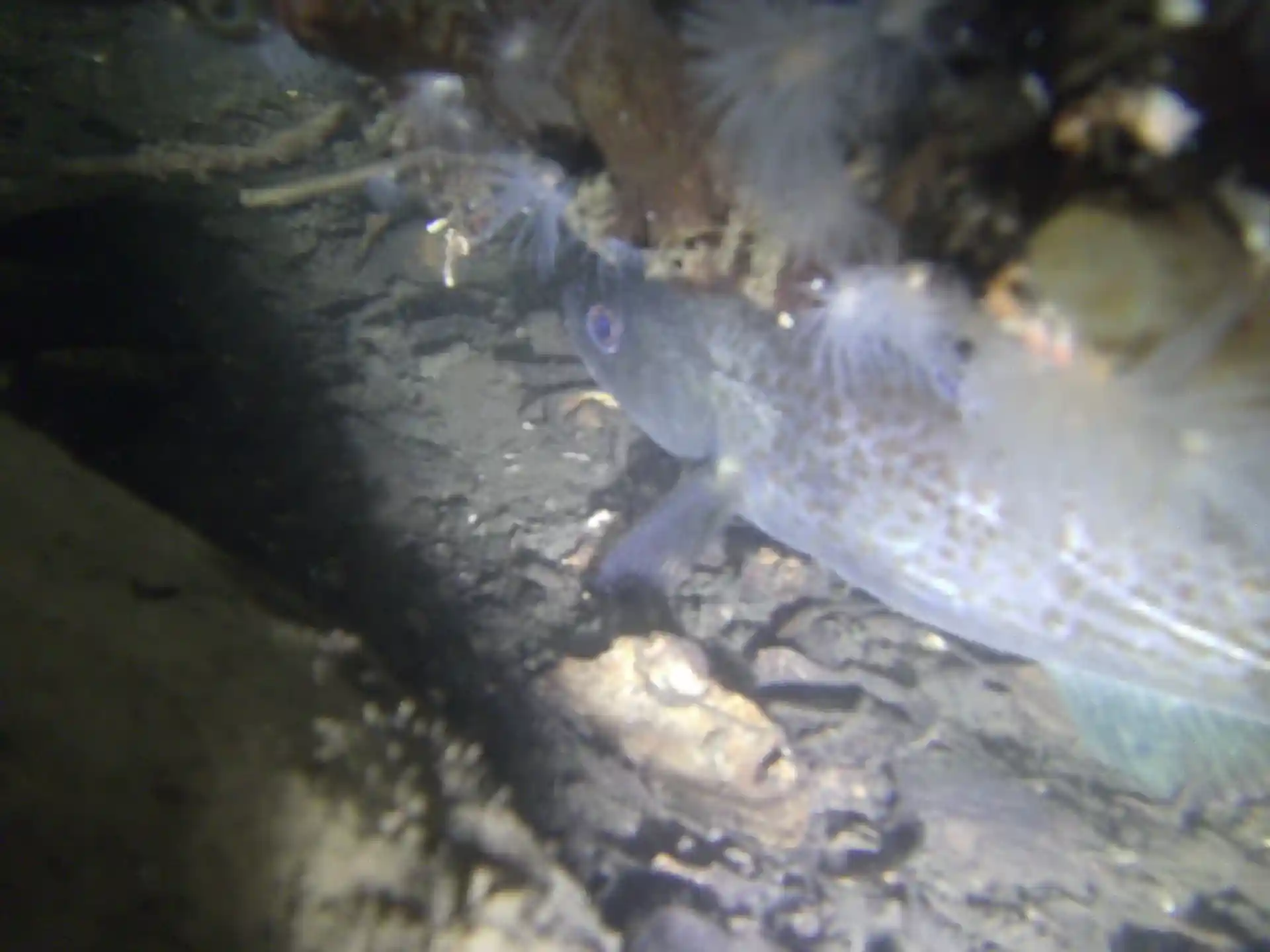 ダイビングサイトの写真