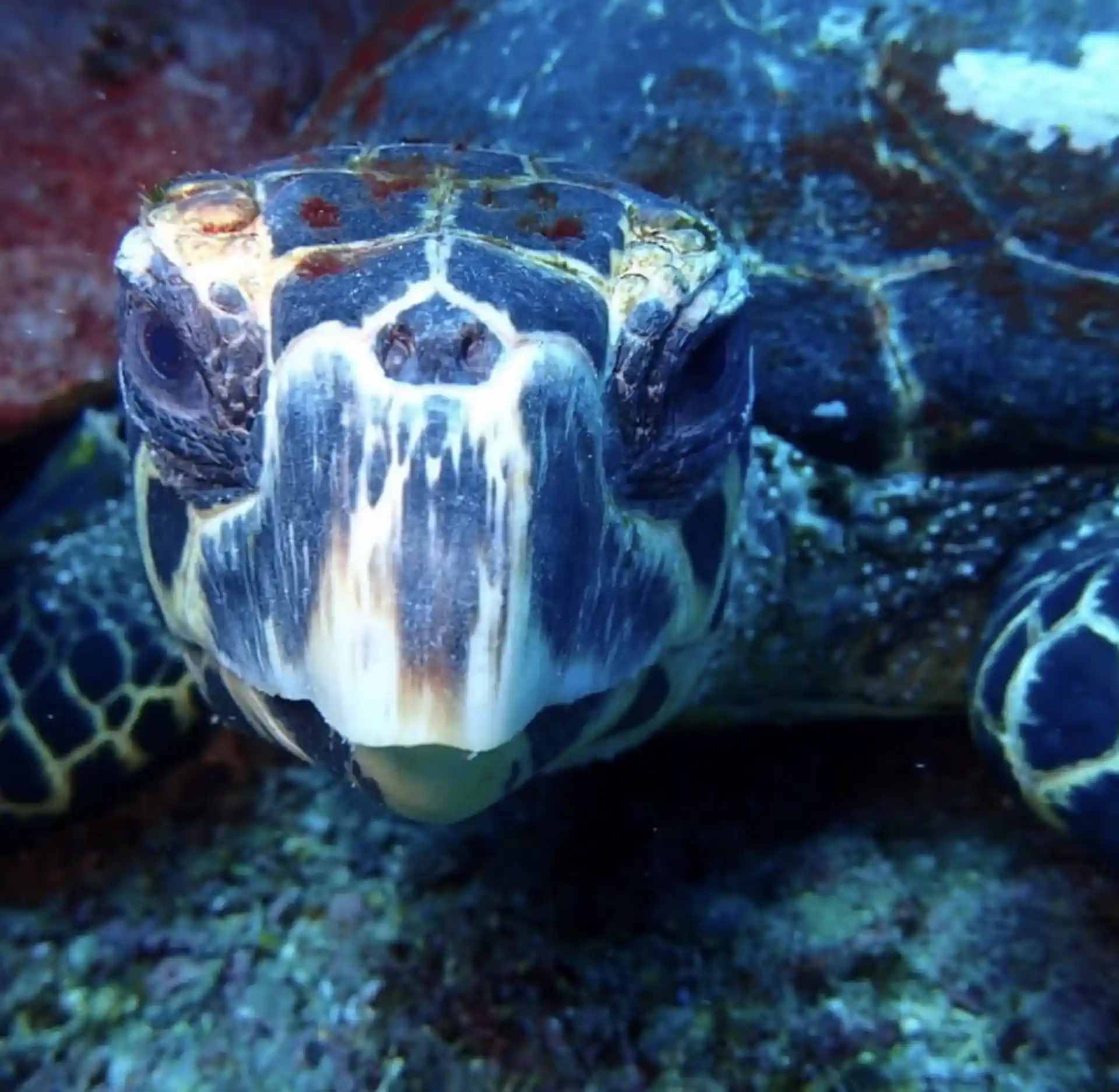 Una curiosa tartaruga marina di Hawksbill