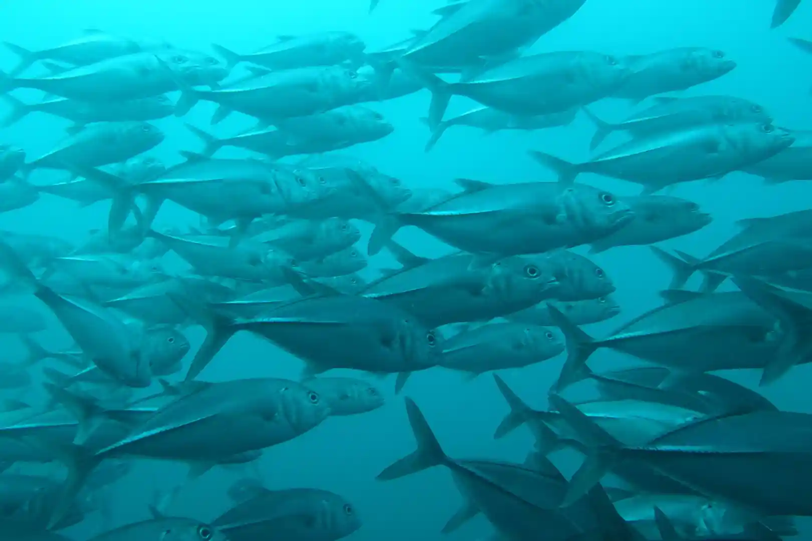 Diving in Subic Bay | PADI