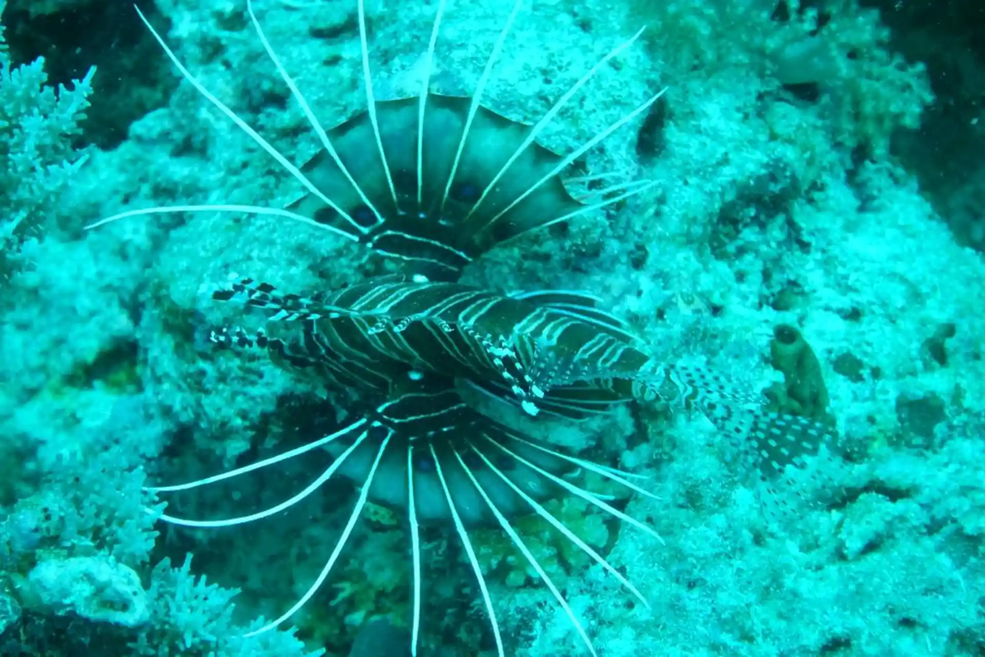 Dive site photo