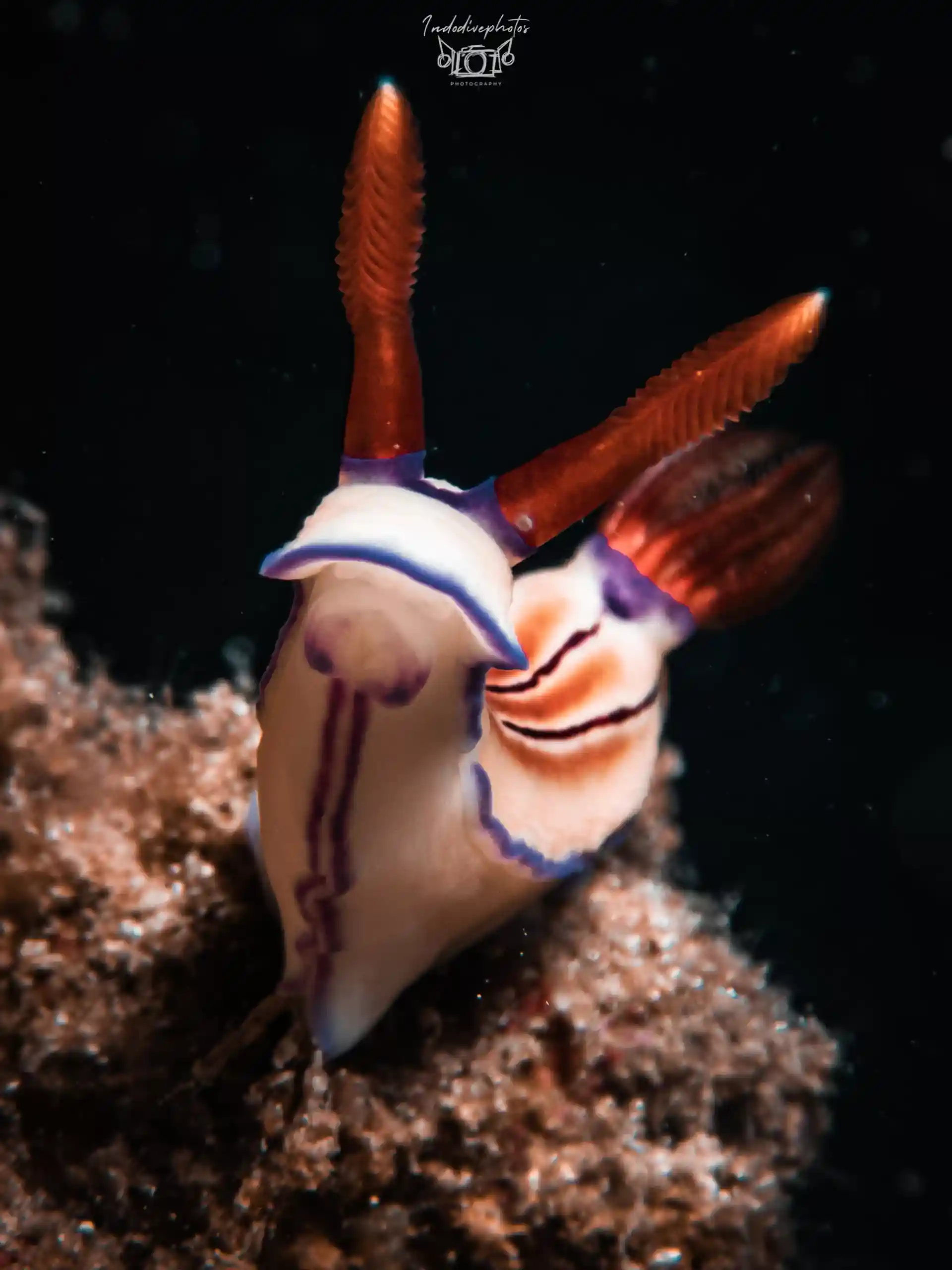 Nudibranch