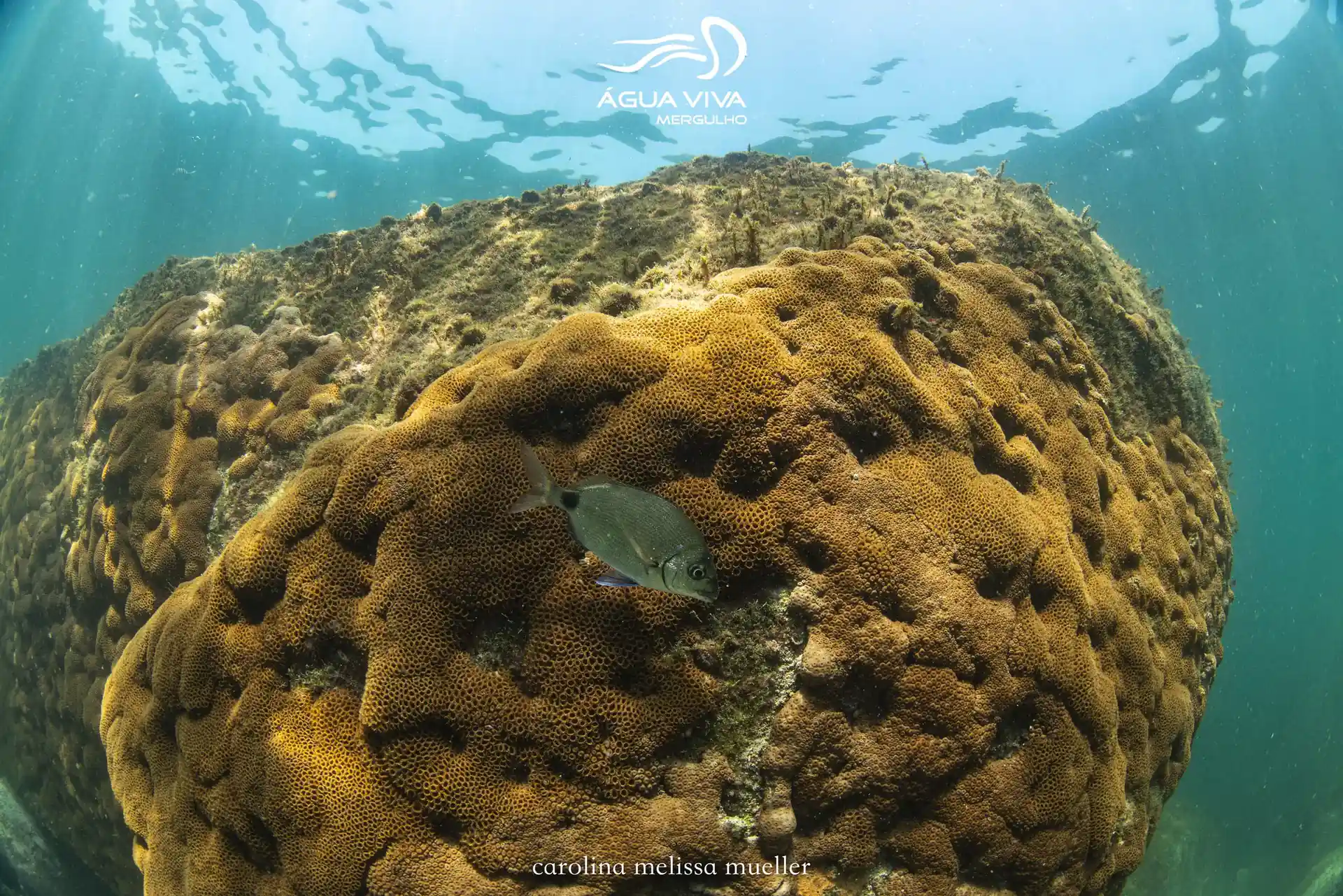 Foto del sitio de buceo