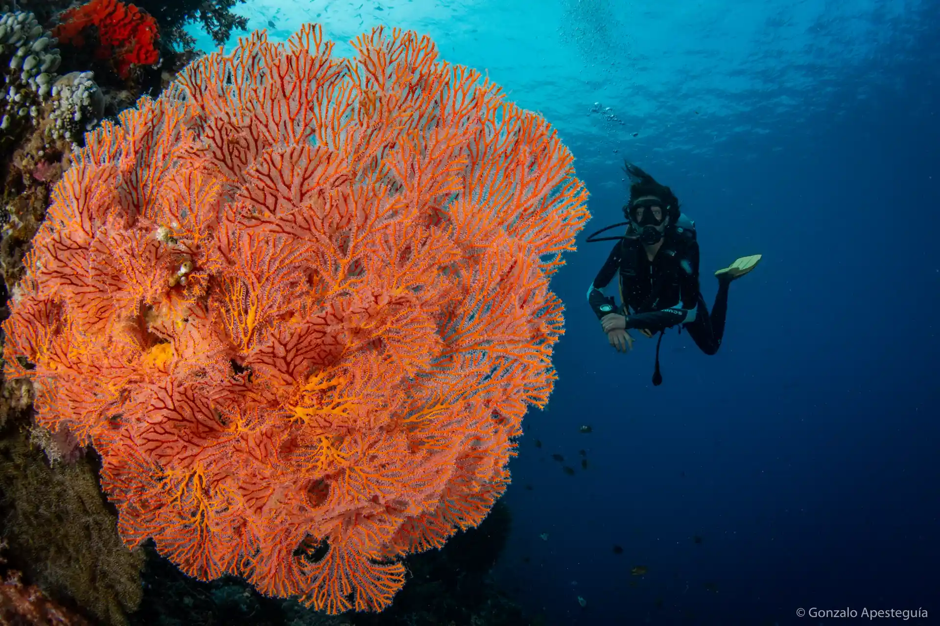 A diver viewing a large sea fan