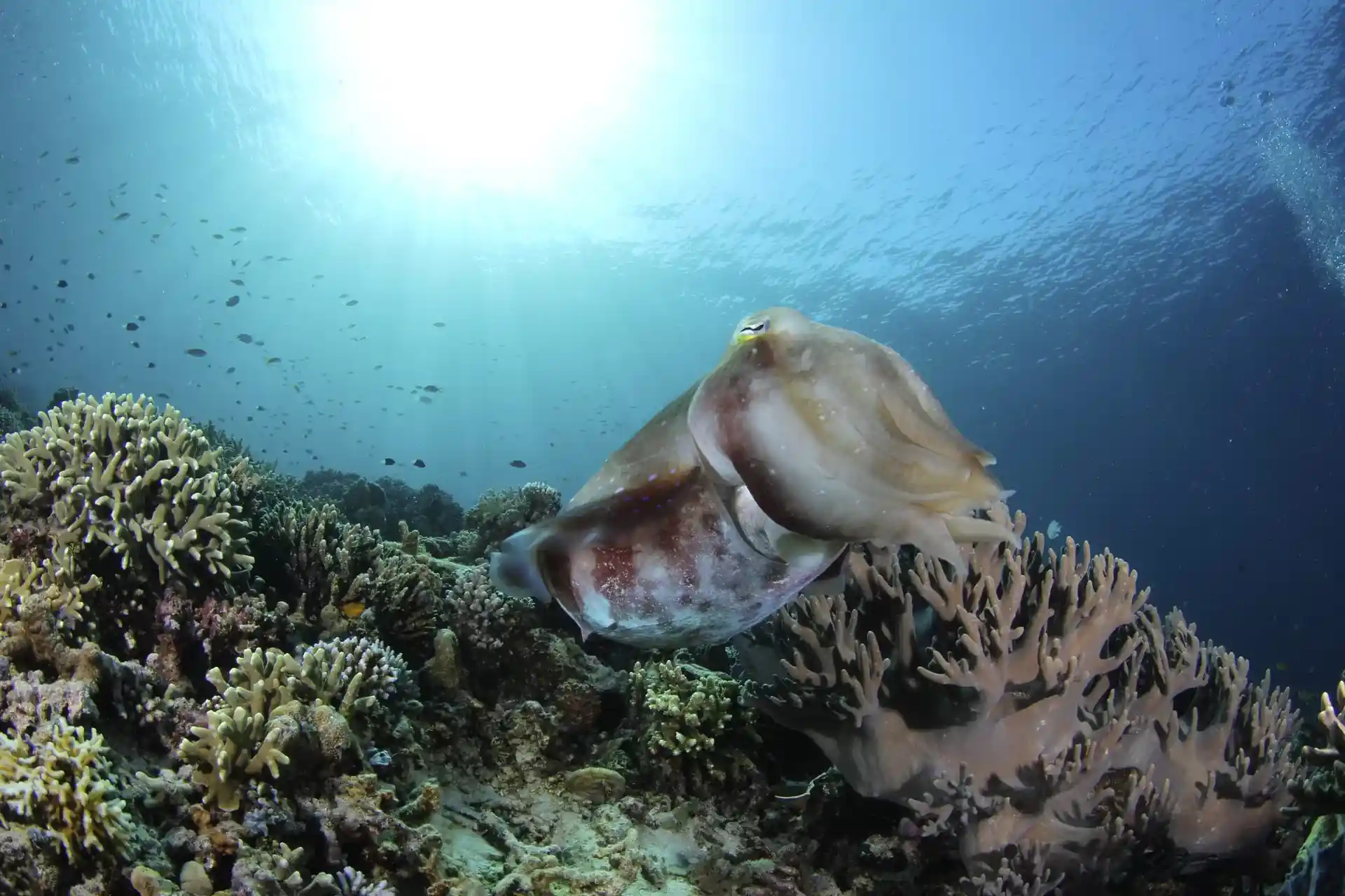 Dive site photo