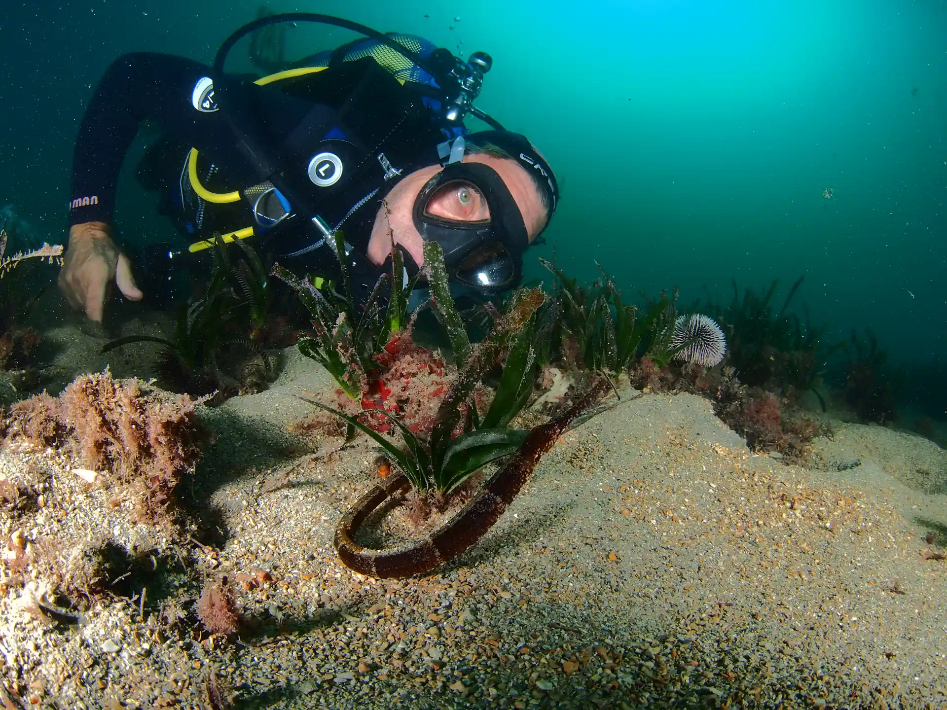 Poisson mulet dans le pré de Posidonie