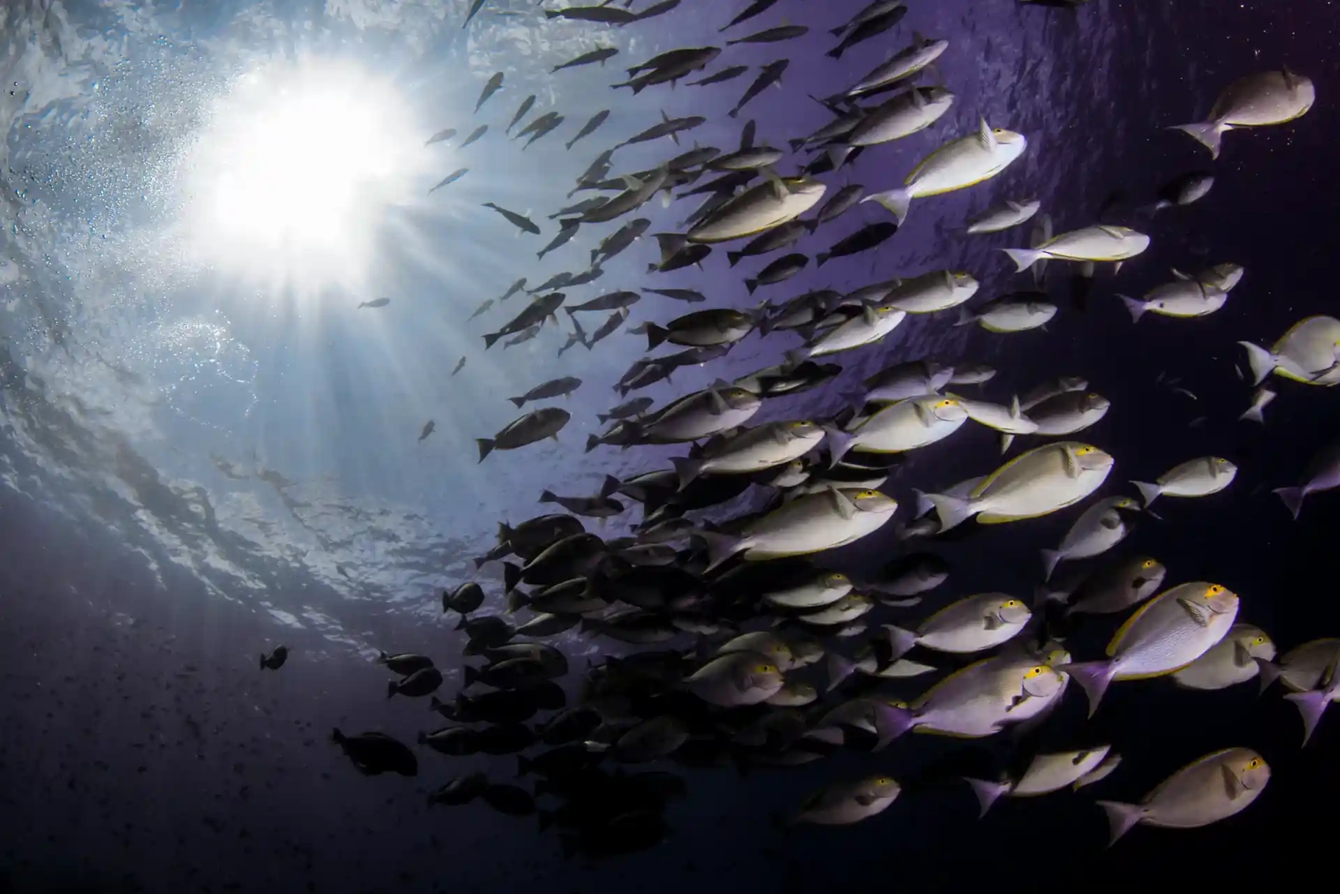 Dive shop photo