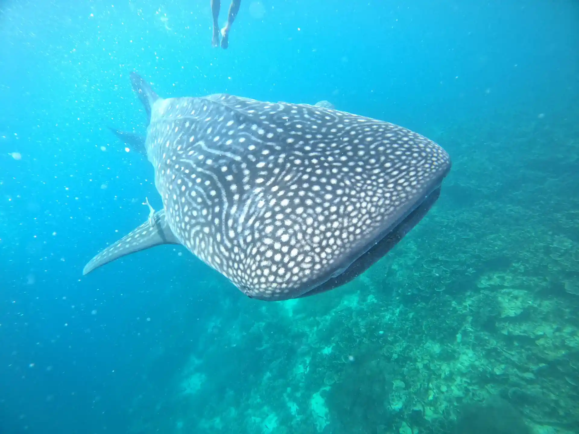 Whalesharks have been seen throughout the year on different dive sites and especially in the big sardine ball. You still has to be a bit lucky in order to encounter this magnificent creature.