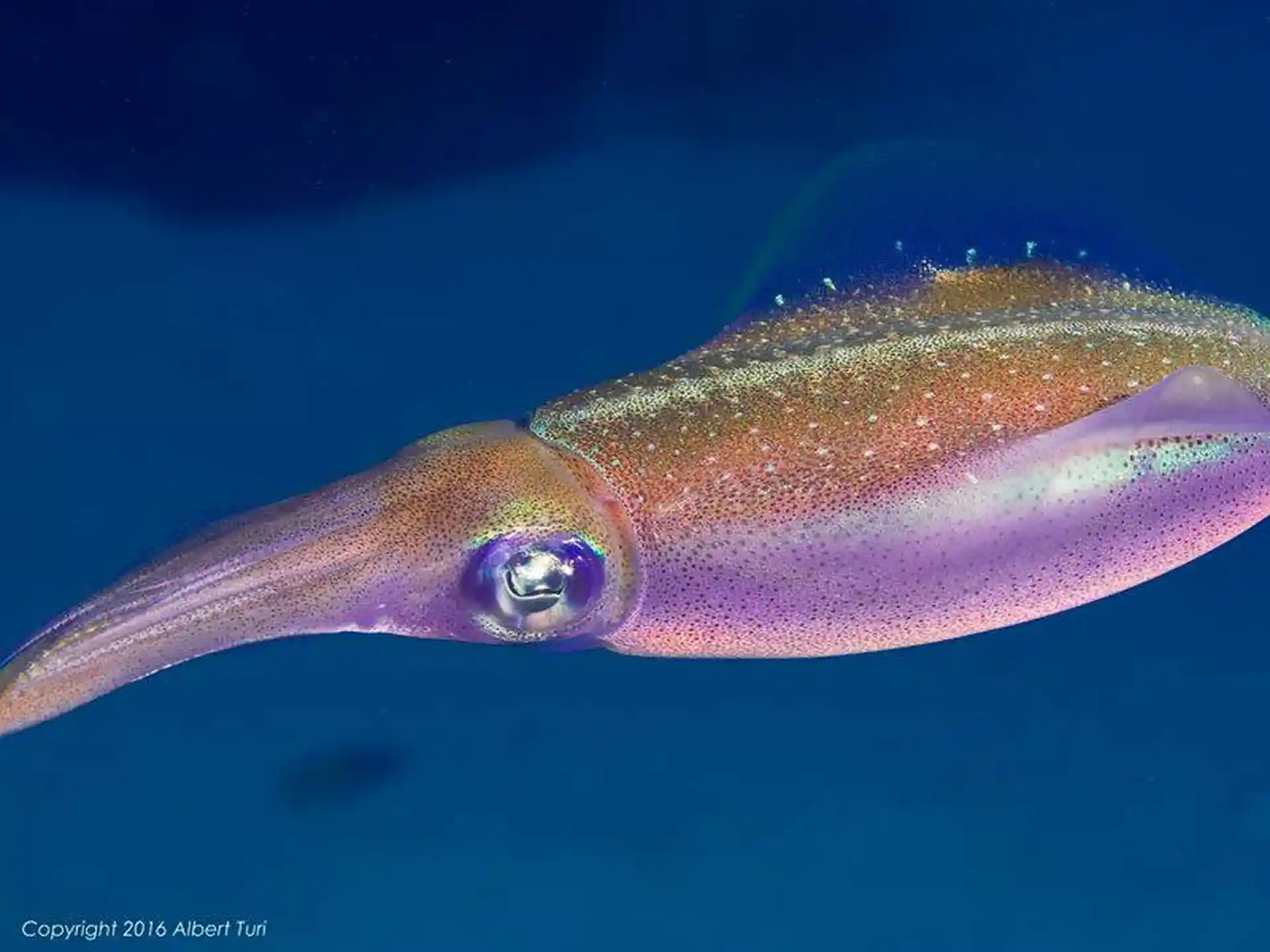 Beautiful squid
