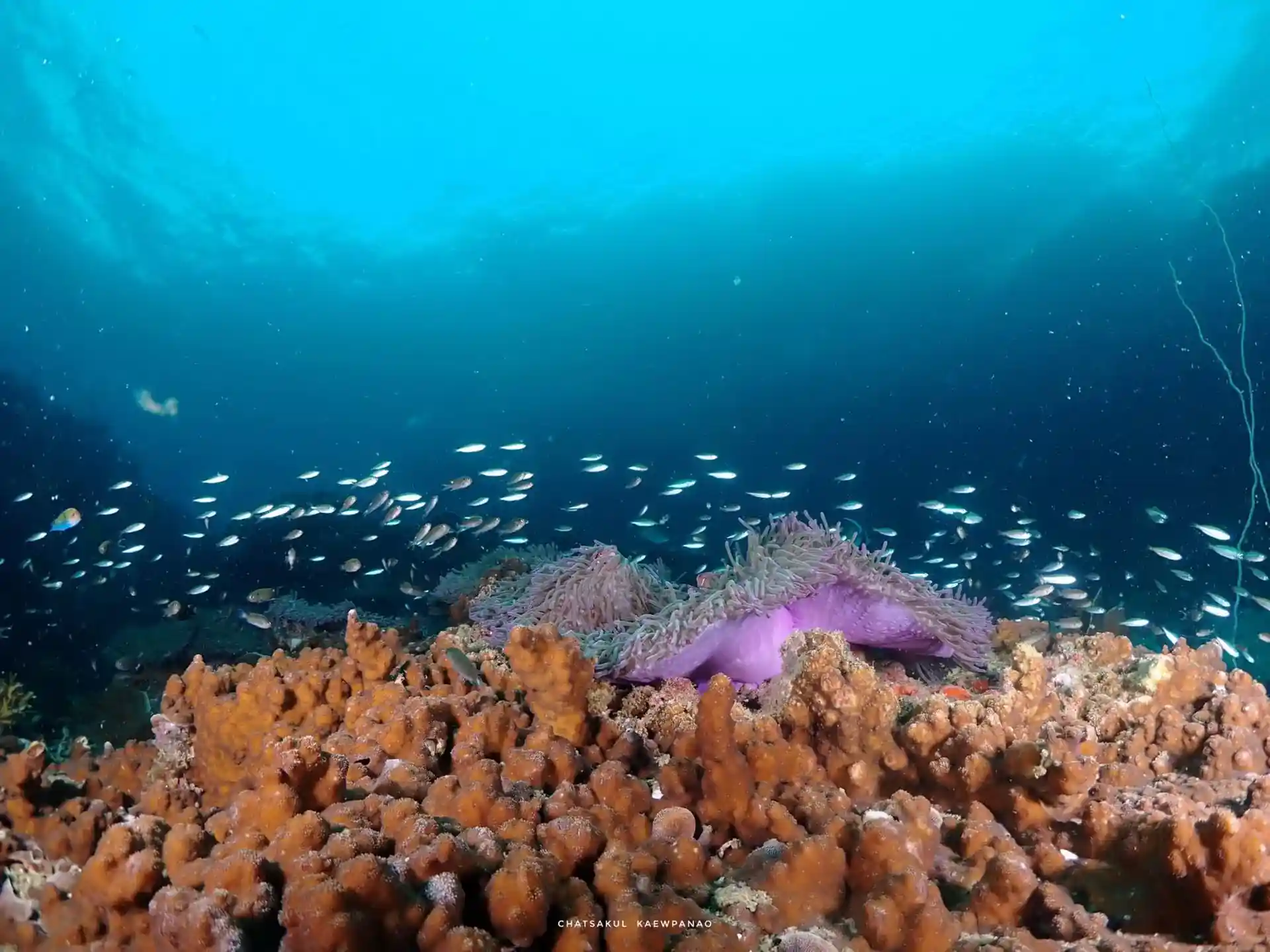 Just dive. Just enjoy