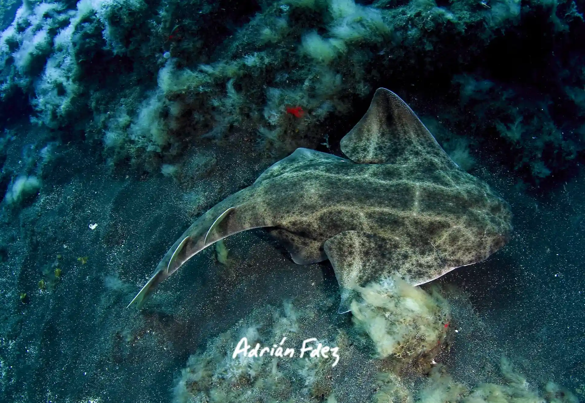 Dive site photo