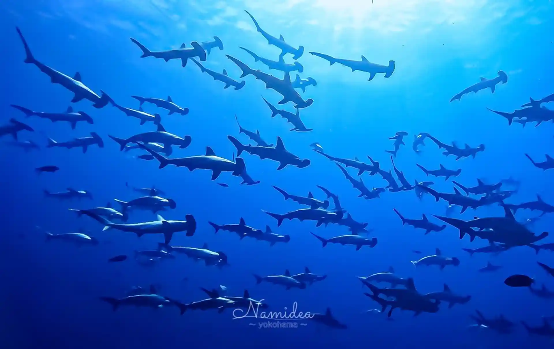 Dive shop photo