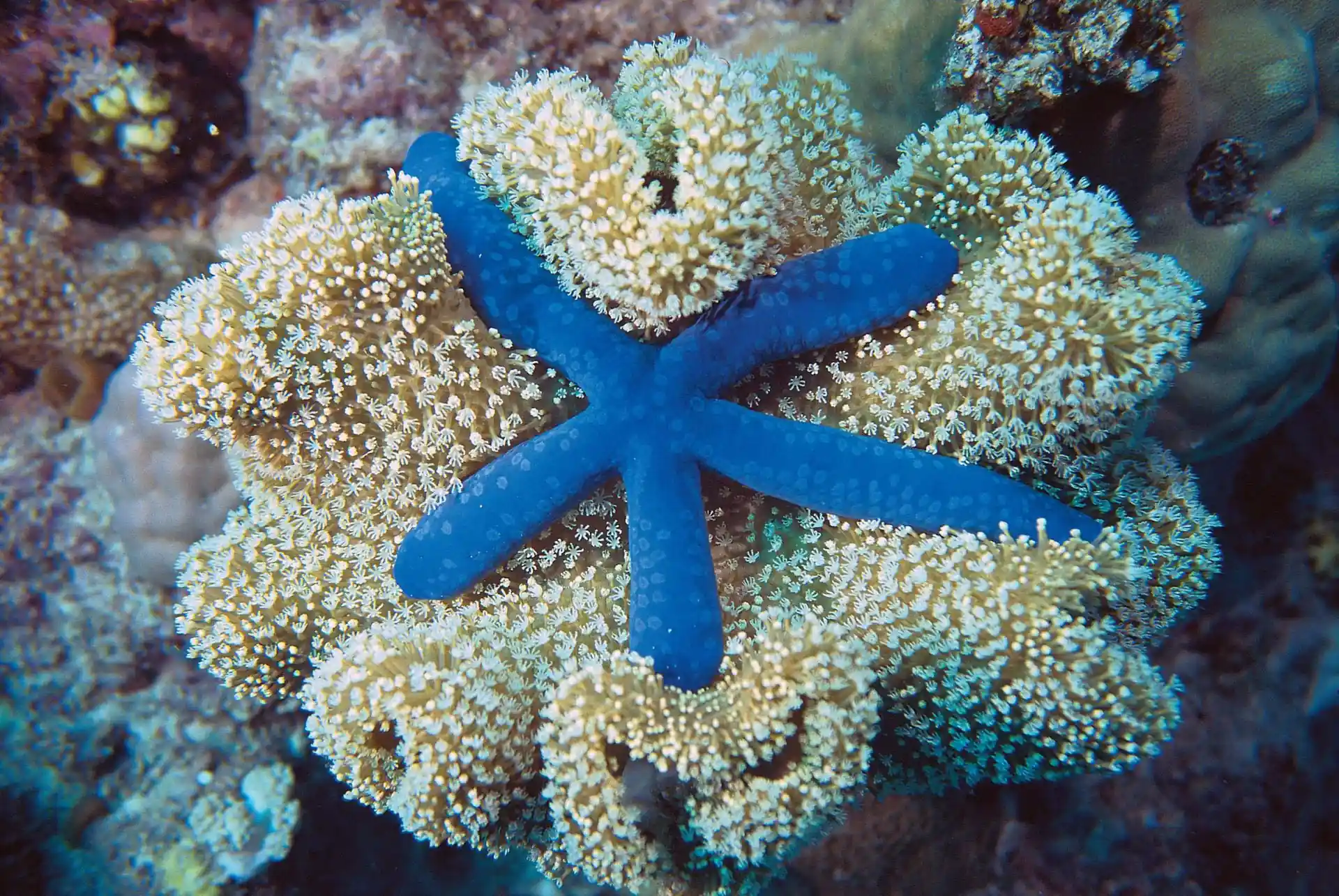 Dive site photo