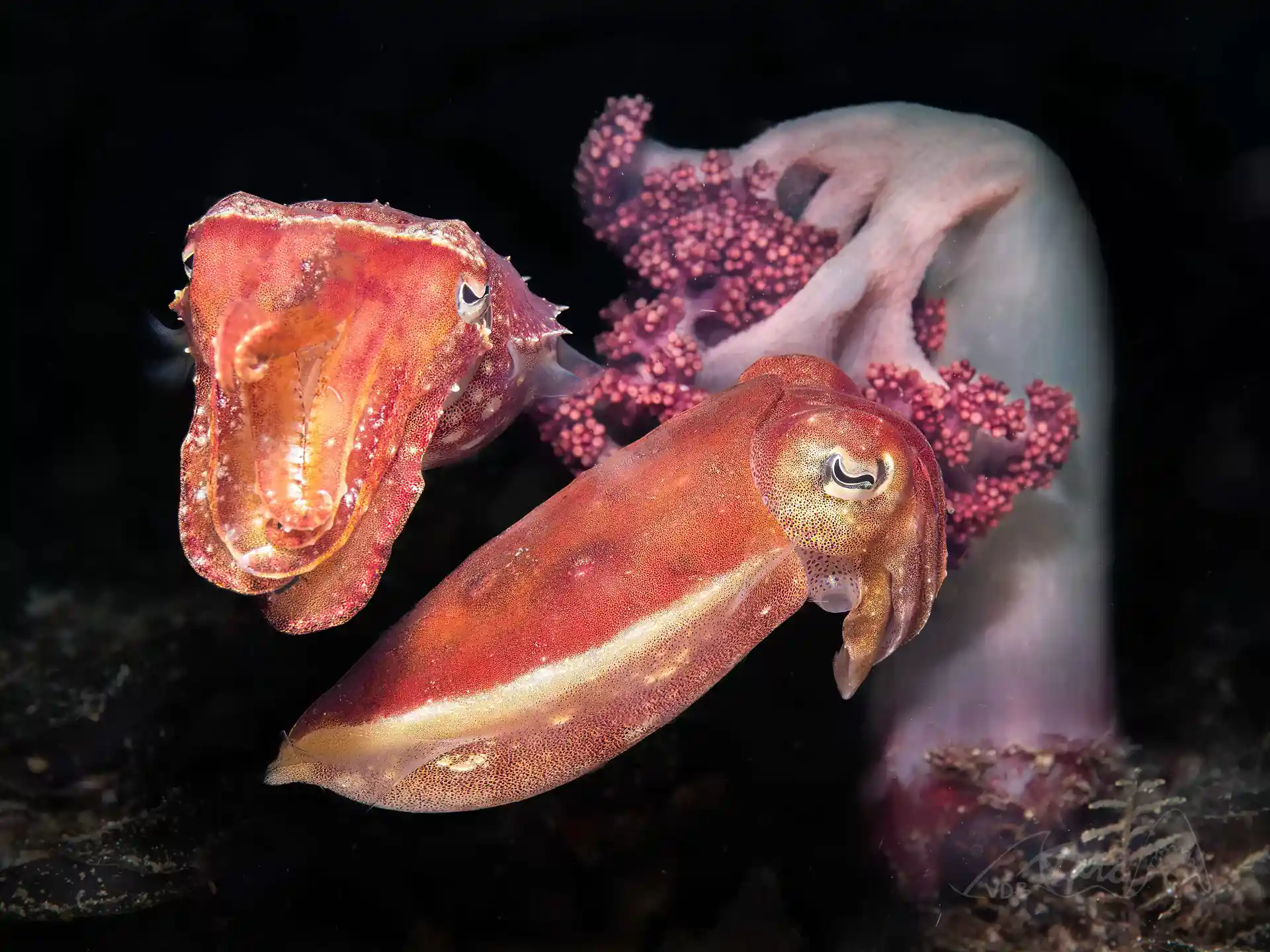 Dive shop photo