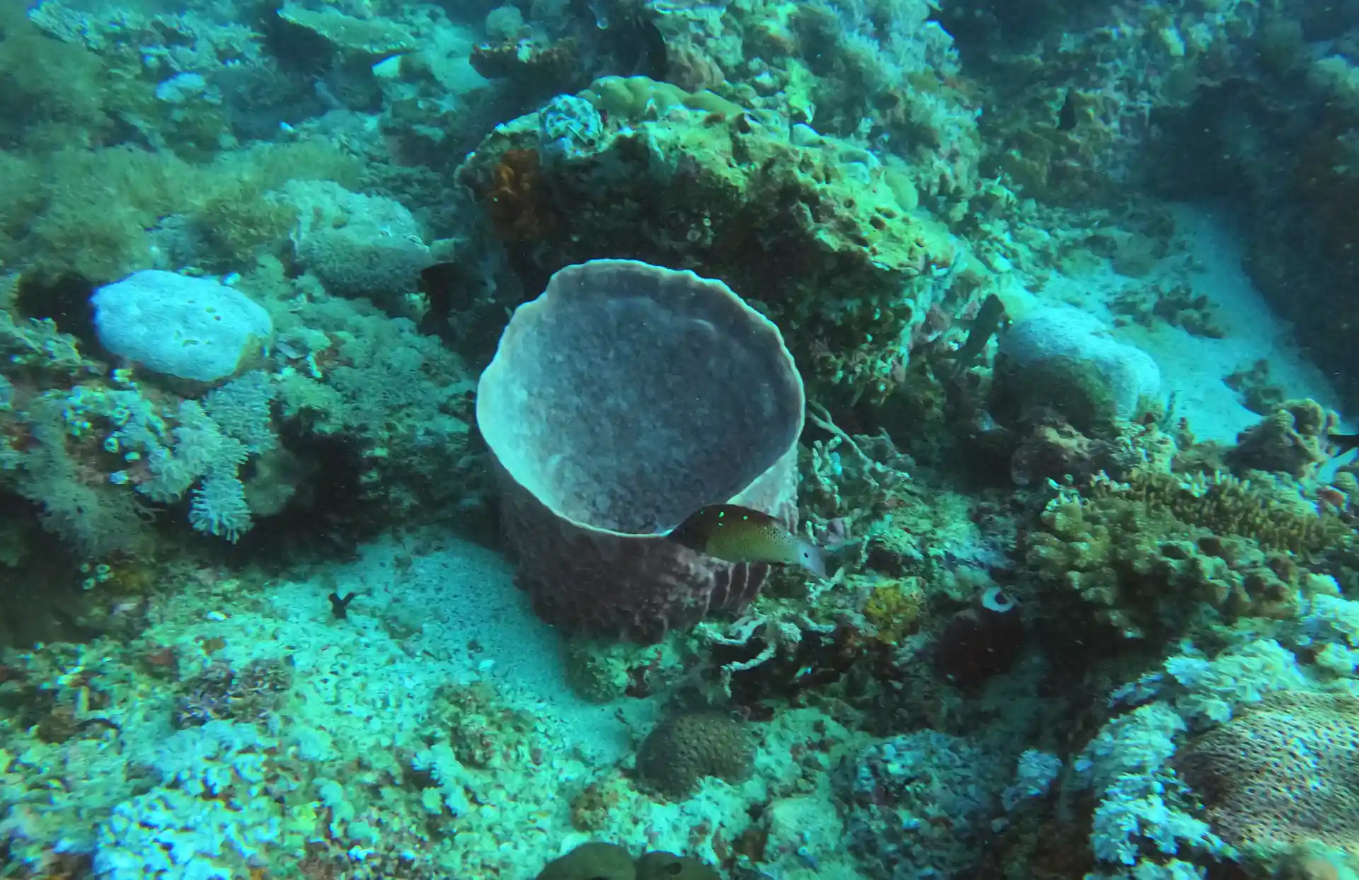 Photo du site de plongée