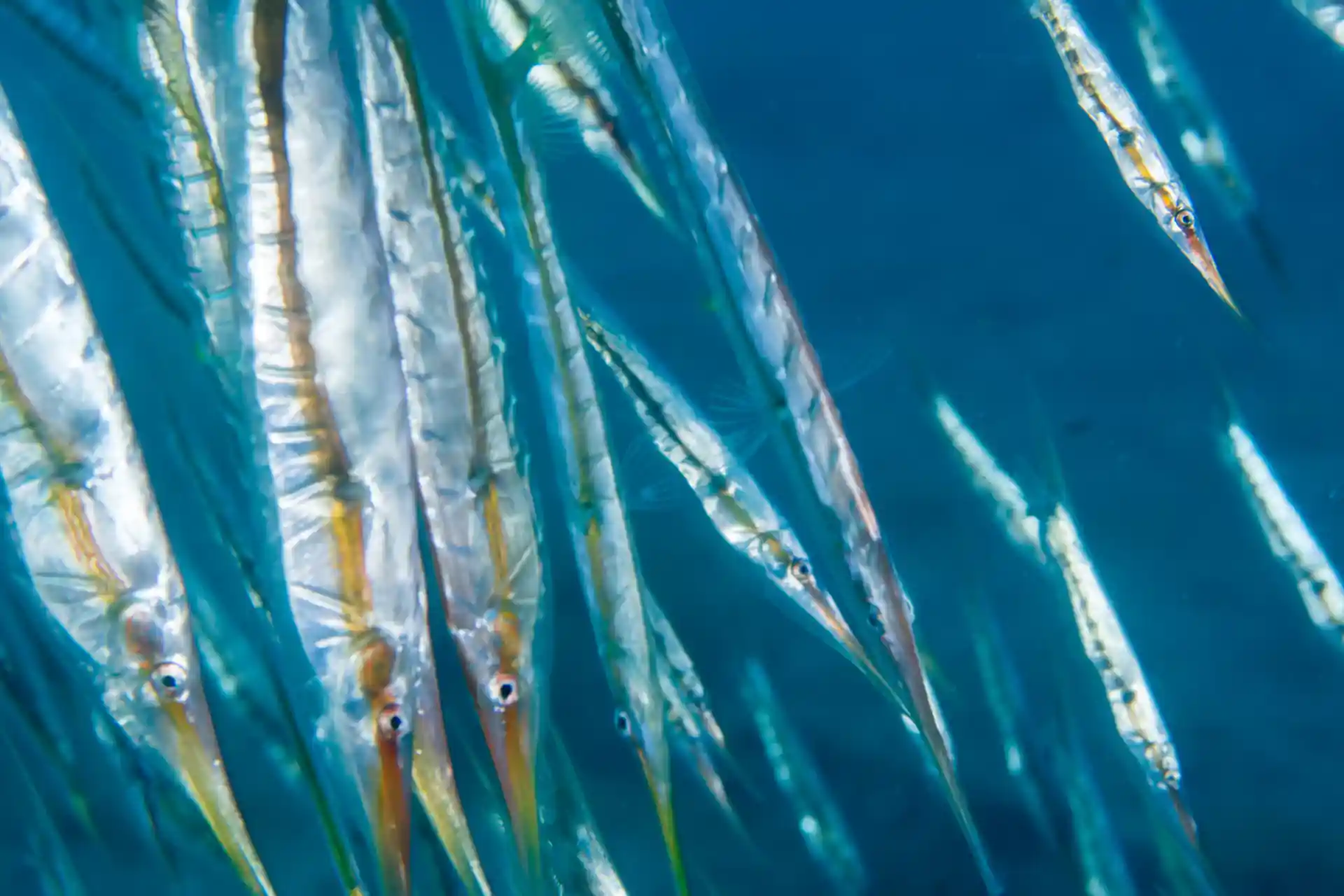 Foto des Tauchplatzes