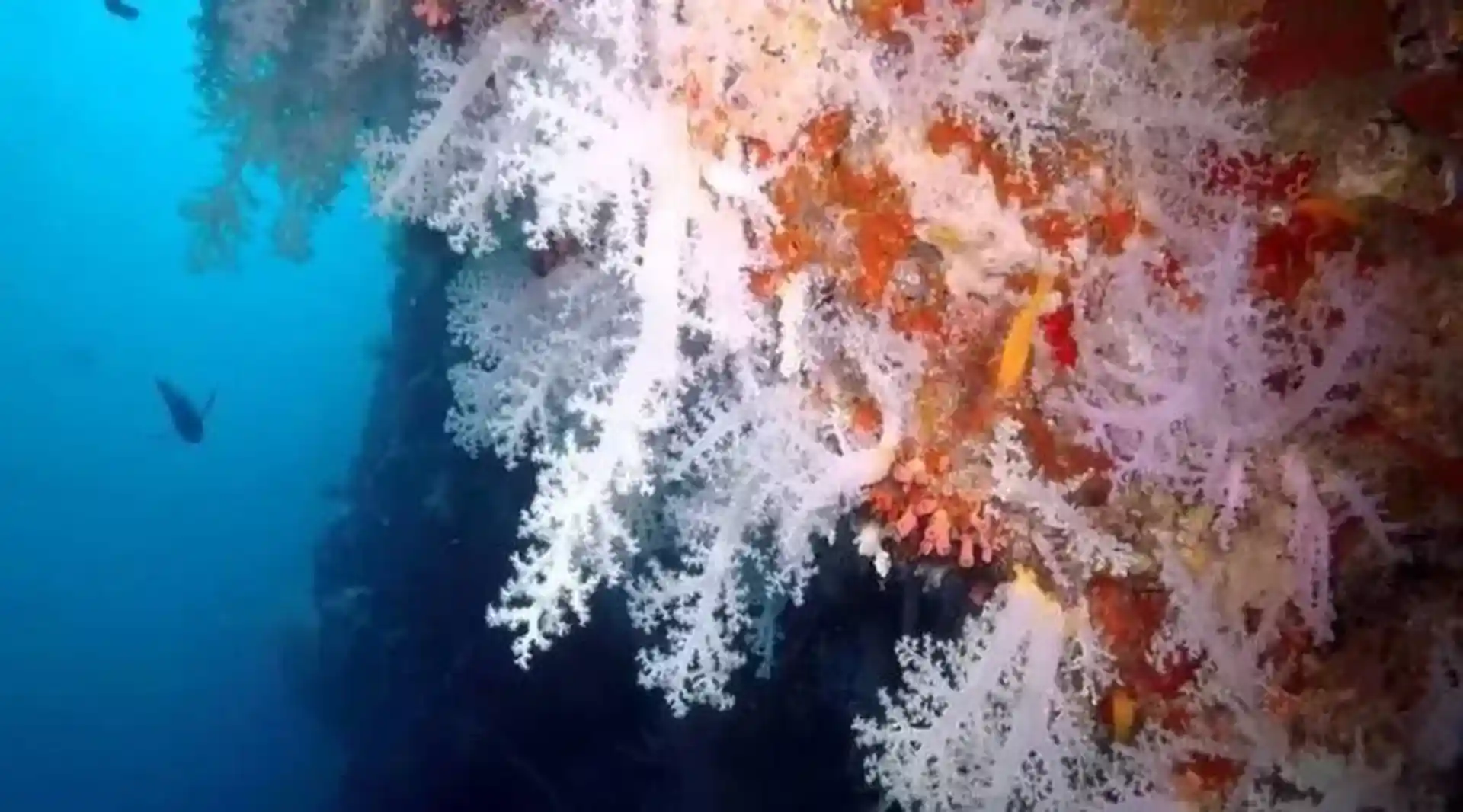 Dive site photo