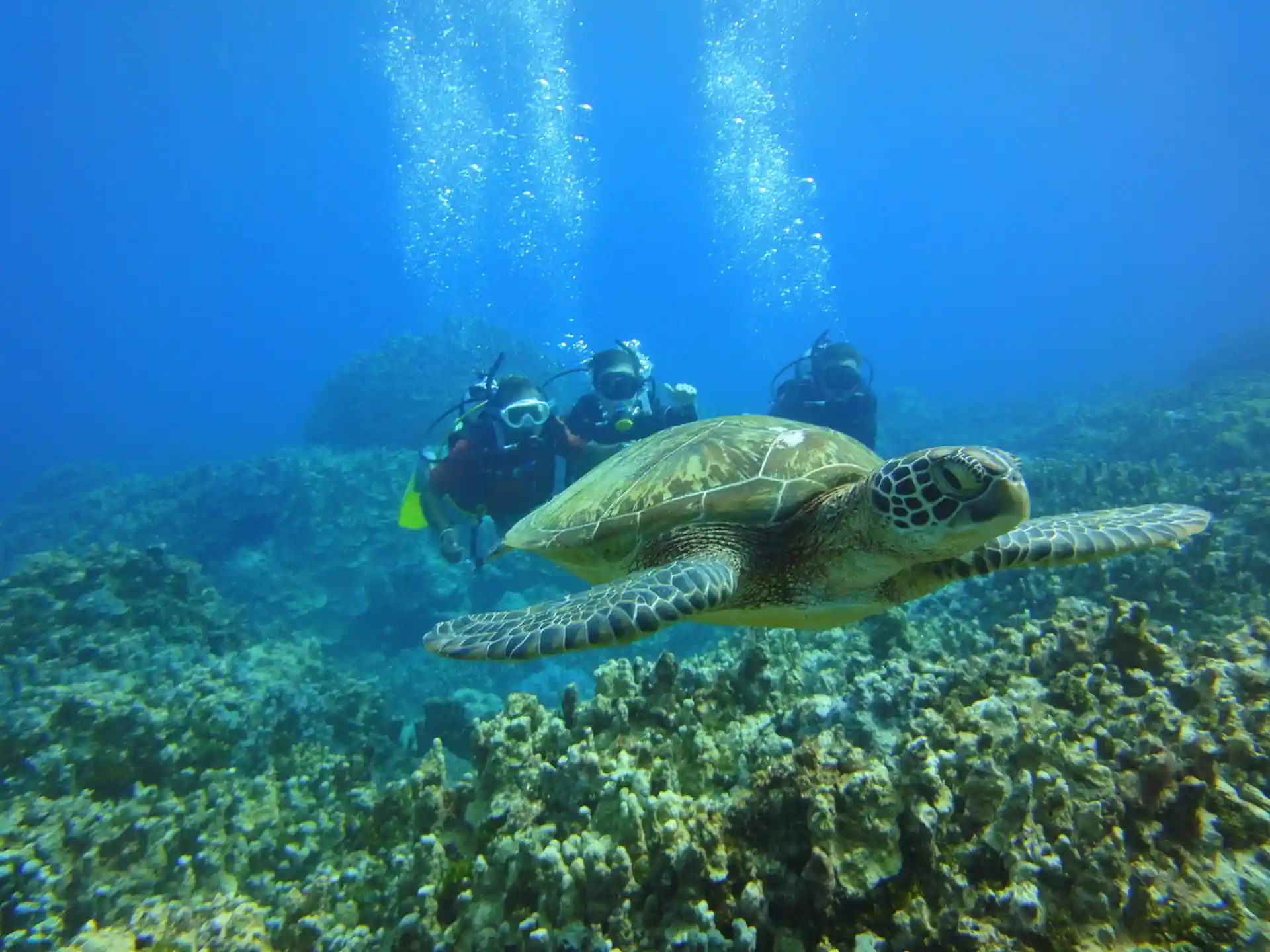 Turtles are usually very friendly.