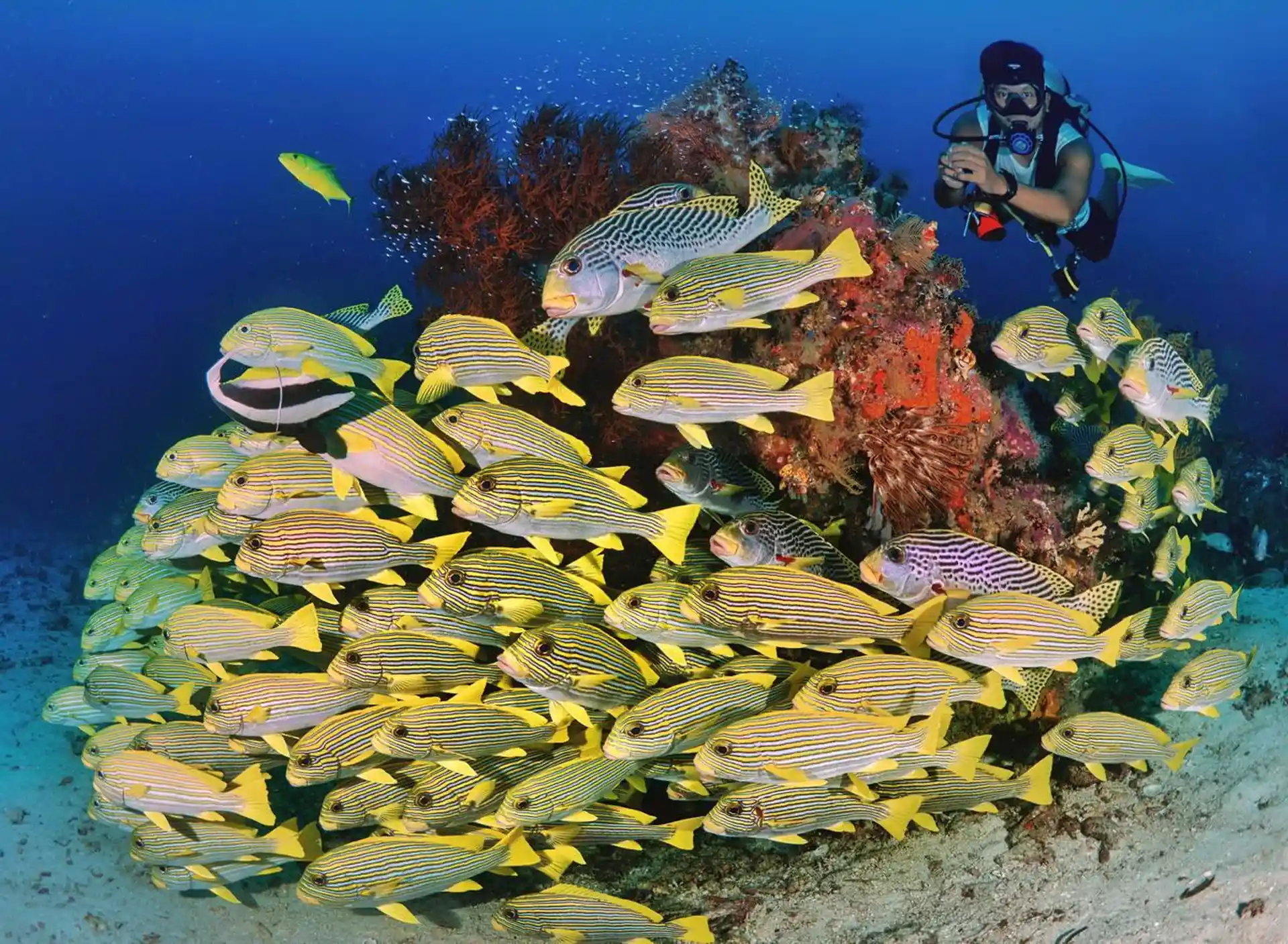 Dive shop photo