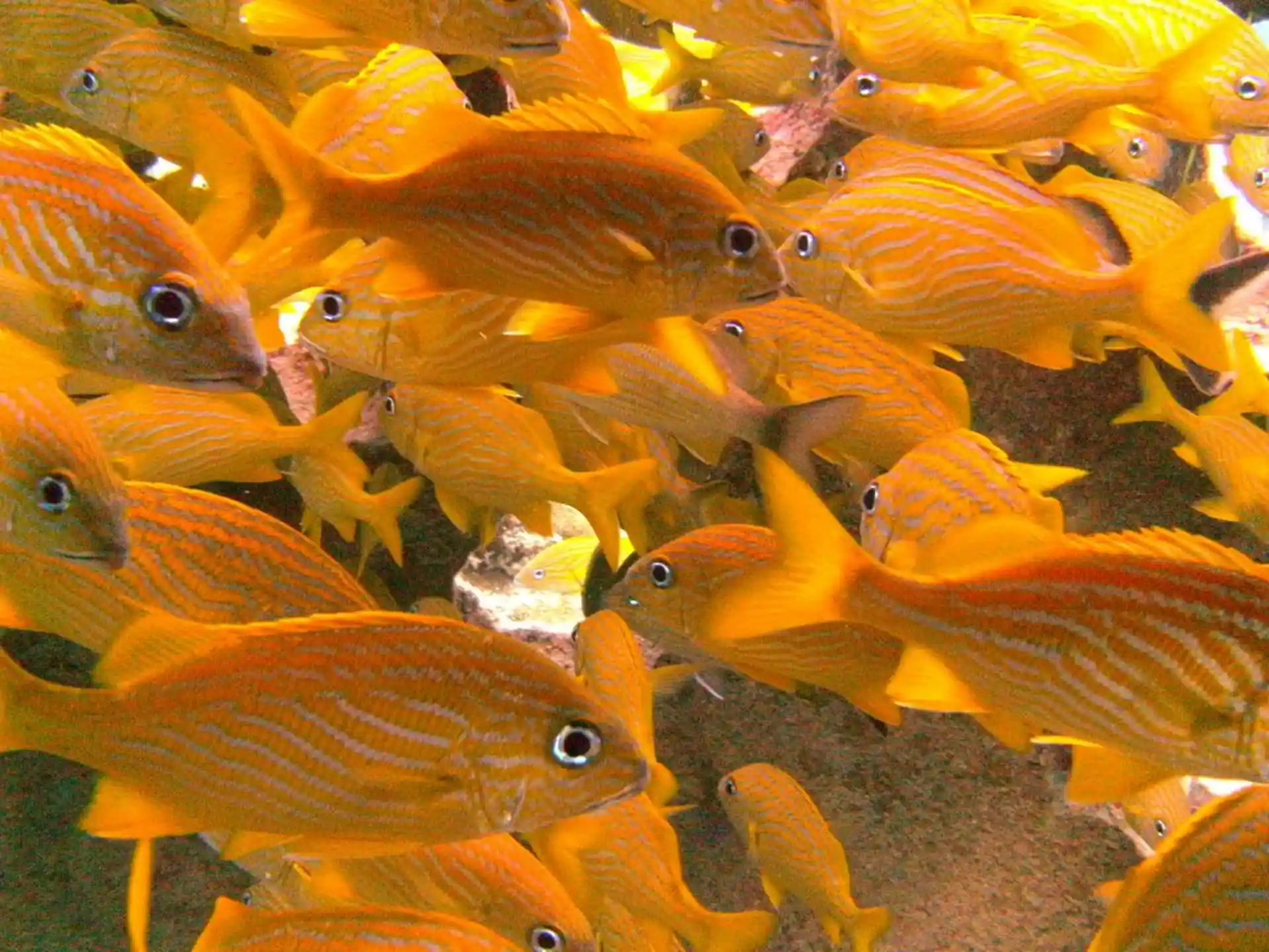 Dive shop photo