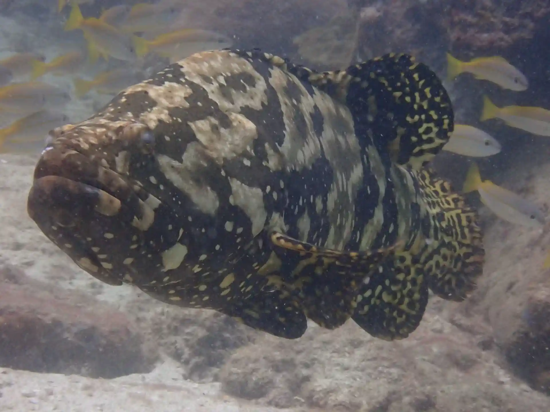 Dive site photo