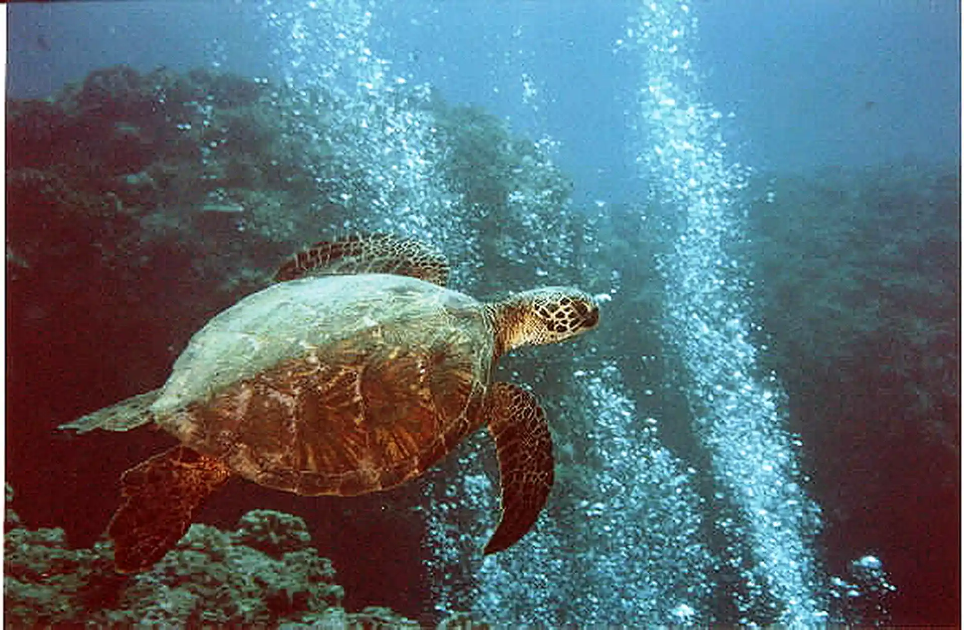 Dive shop photo