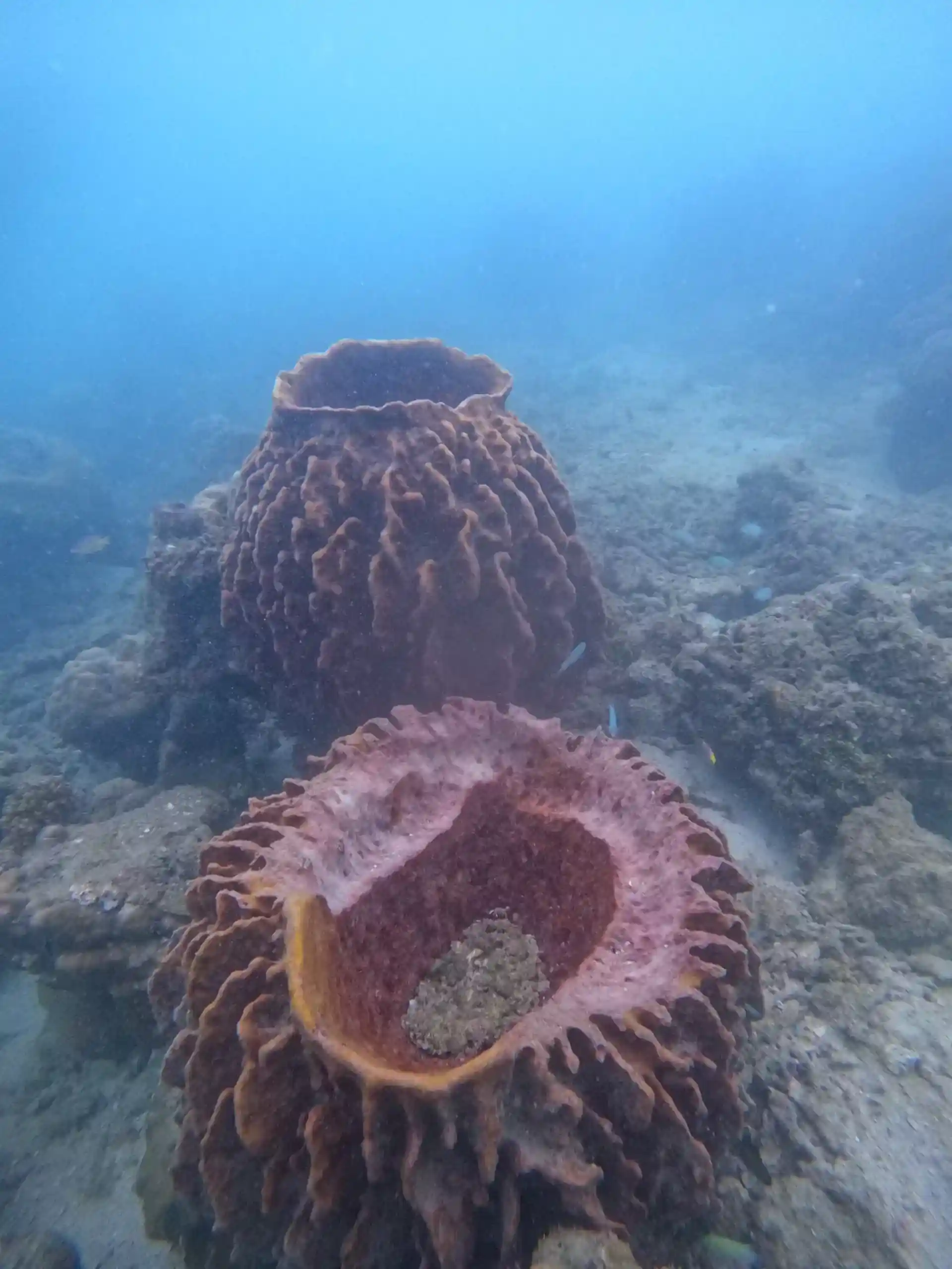 Foto del sitio de buceo