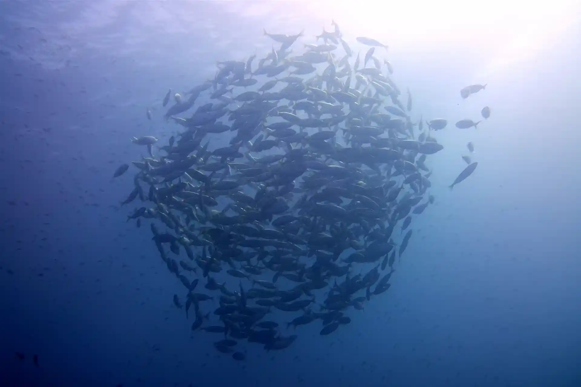 Foto de la tienda de buceo