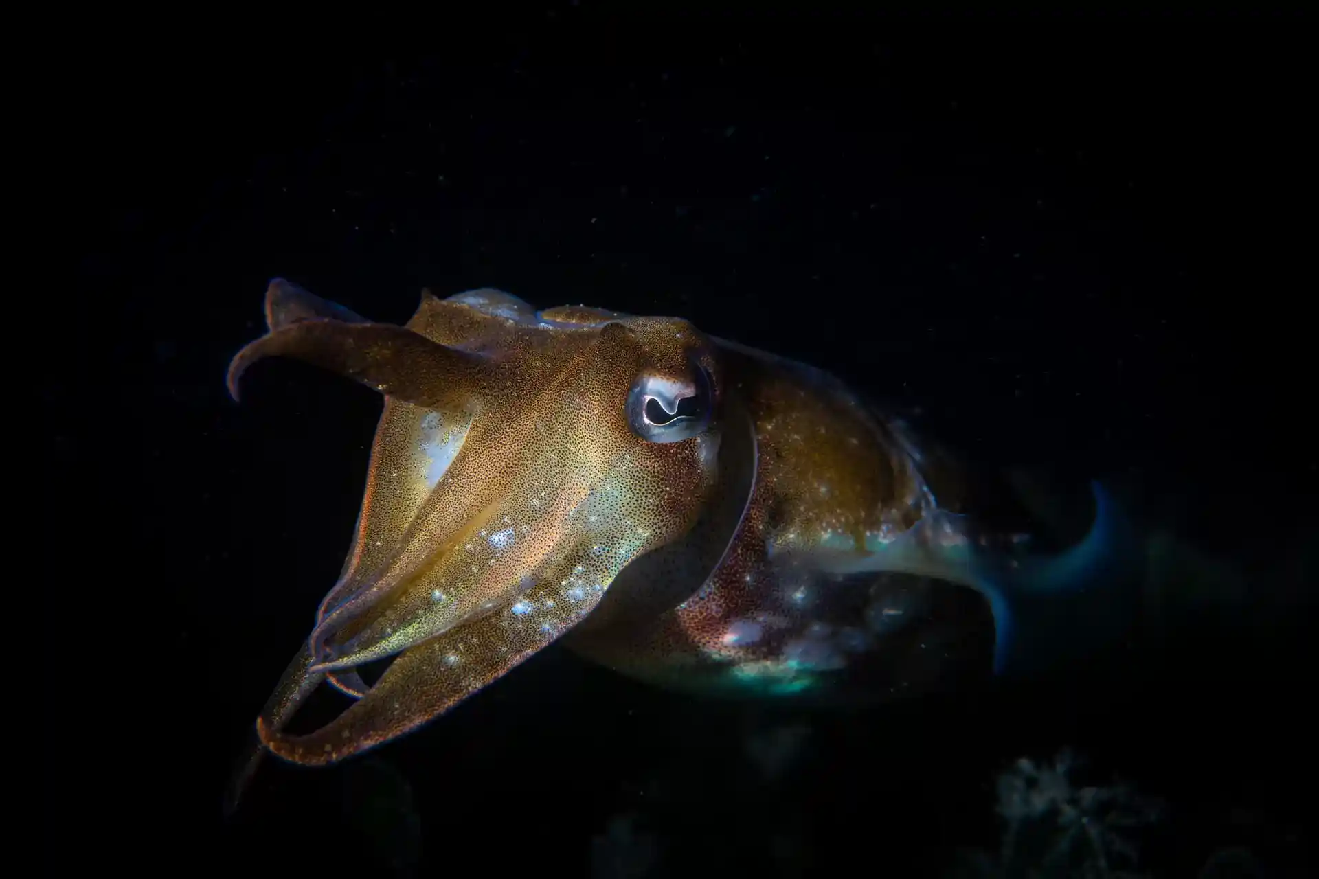 Dive site photo