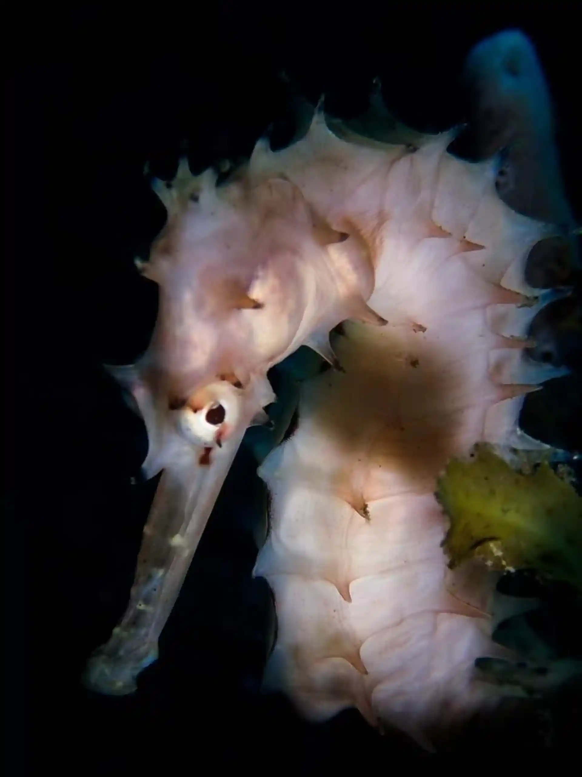 Photo du site de plongée