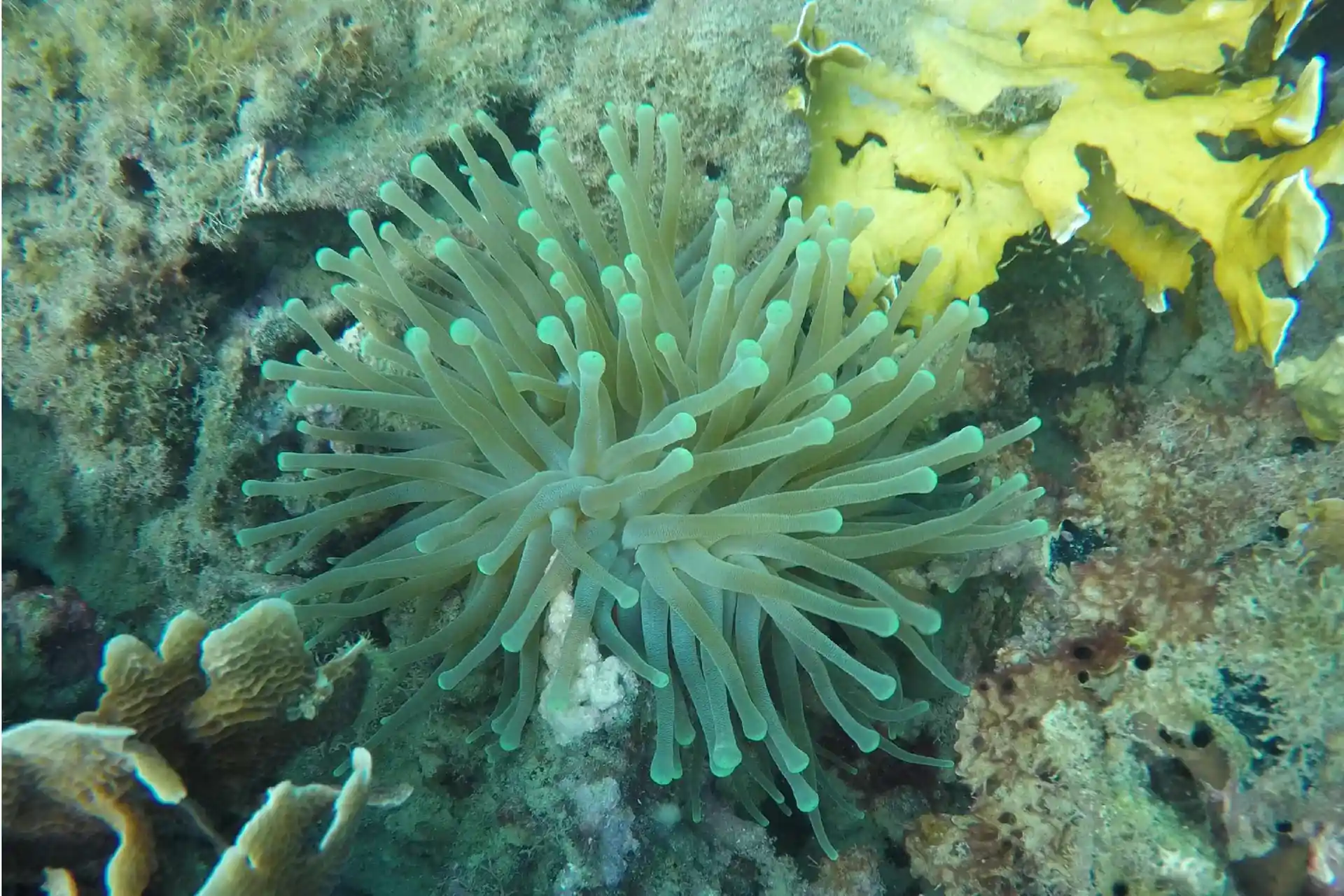 Foto del sitio de buceo