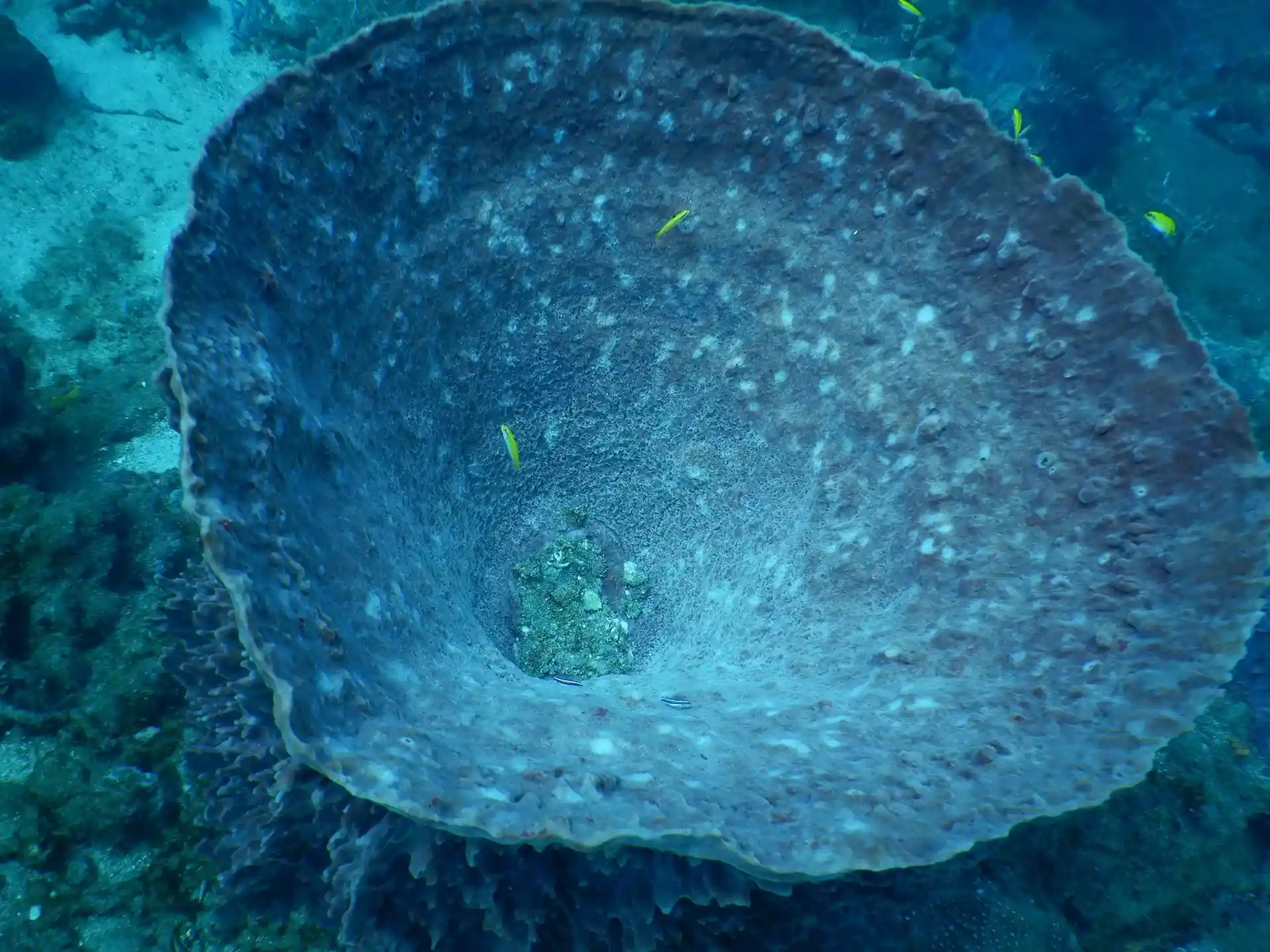 ダイビングサイトの写真