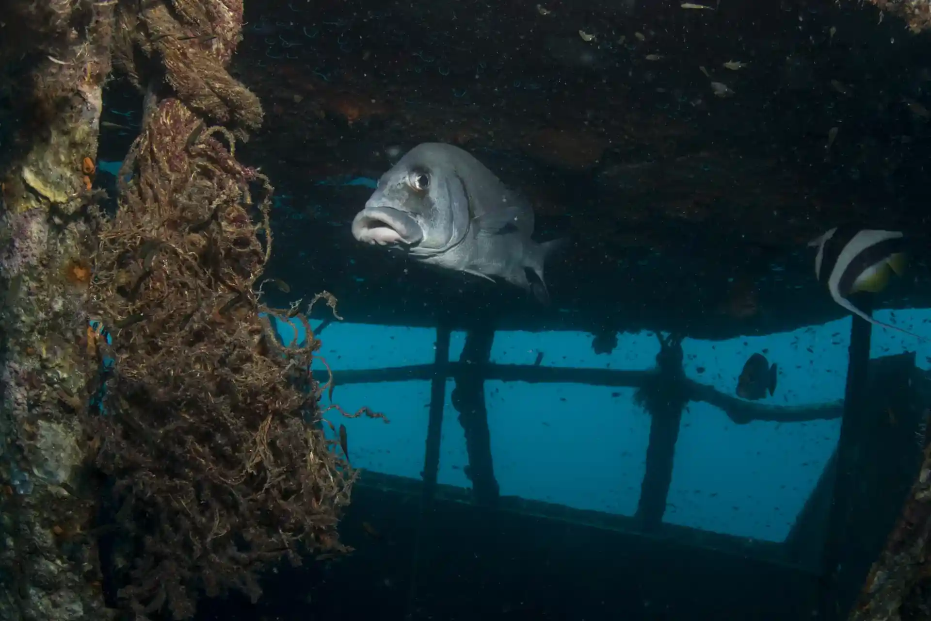 ダイビングサイトの写真