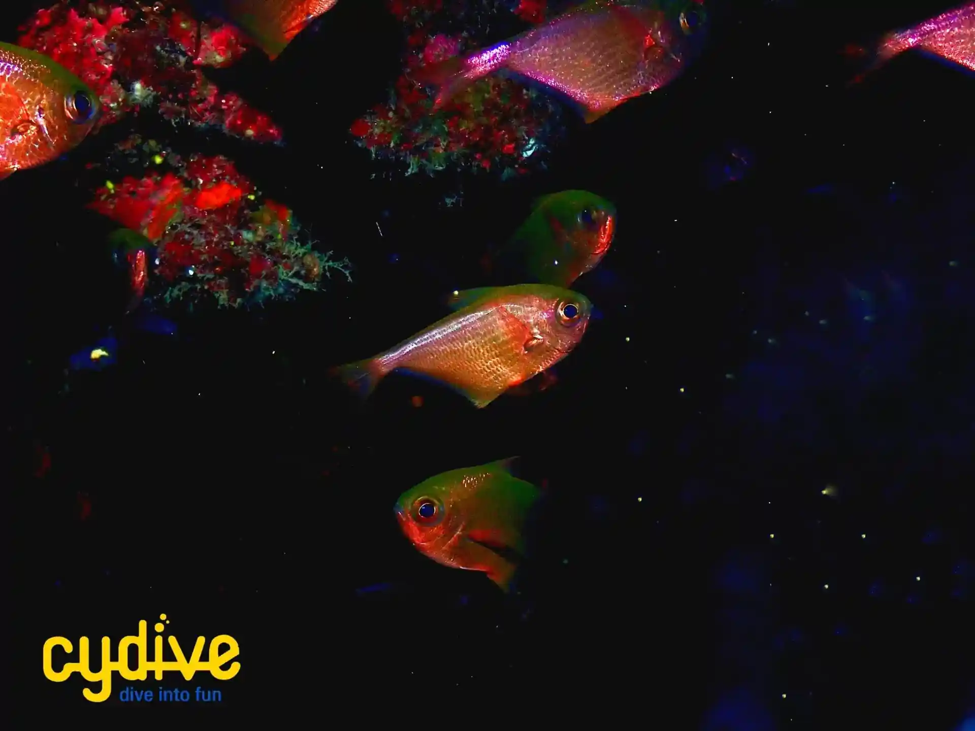 Photo du site de plongée