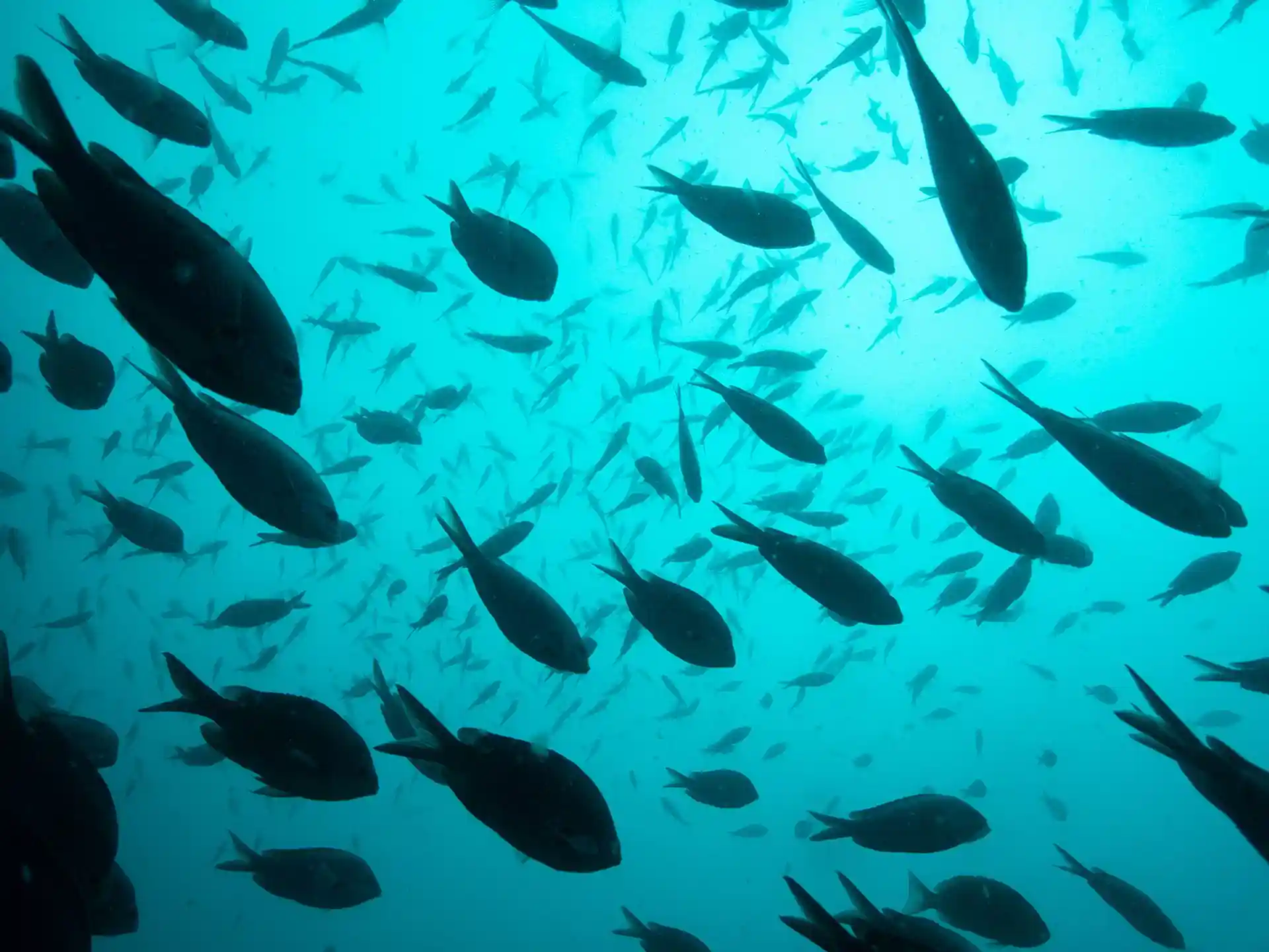 Dive site photo