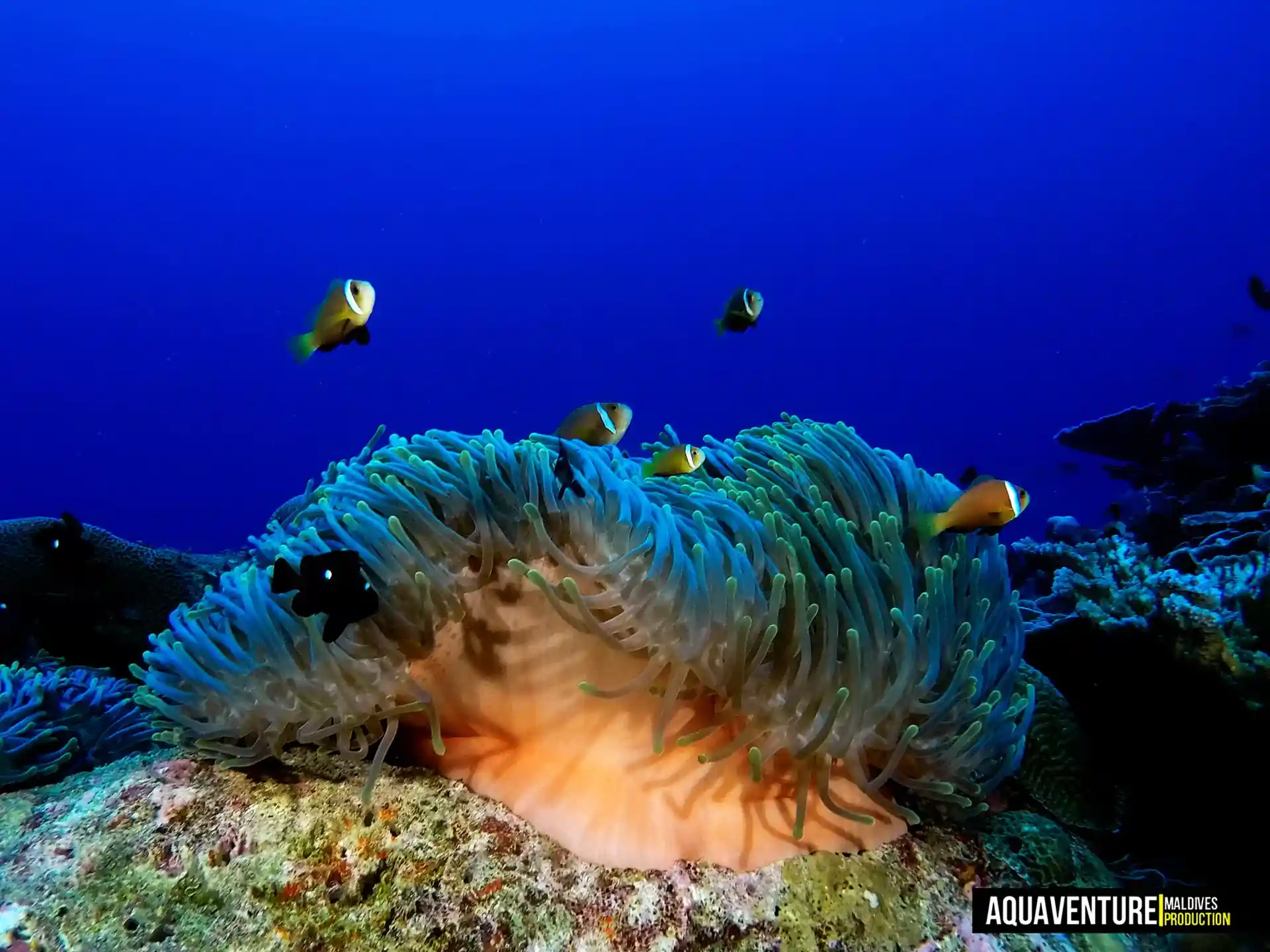 Dive site photo