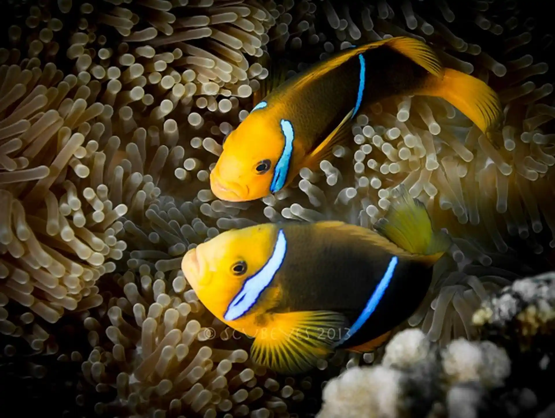 Dive shop photo