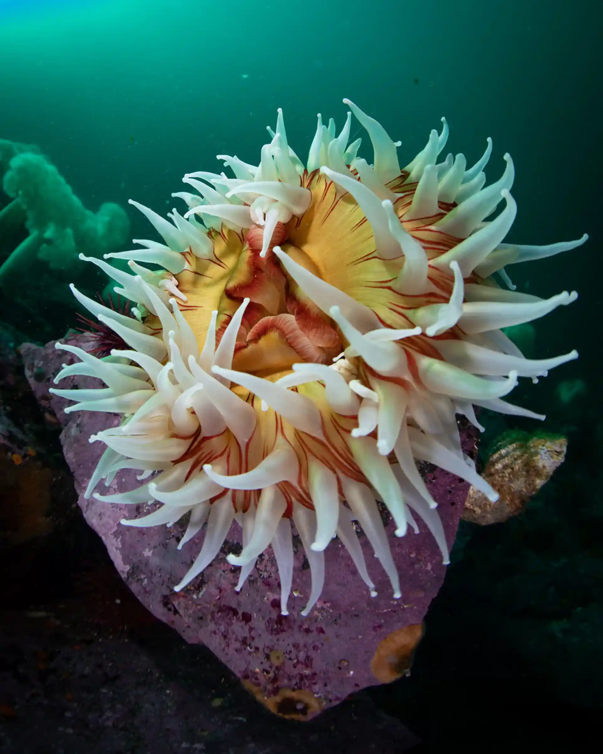 Image taken by Tiare Boyes https://www.tiareboyes.com/