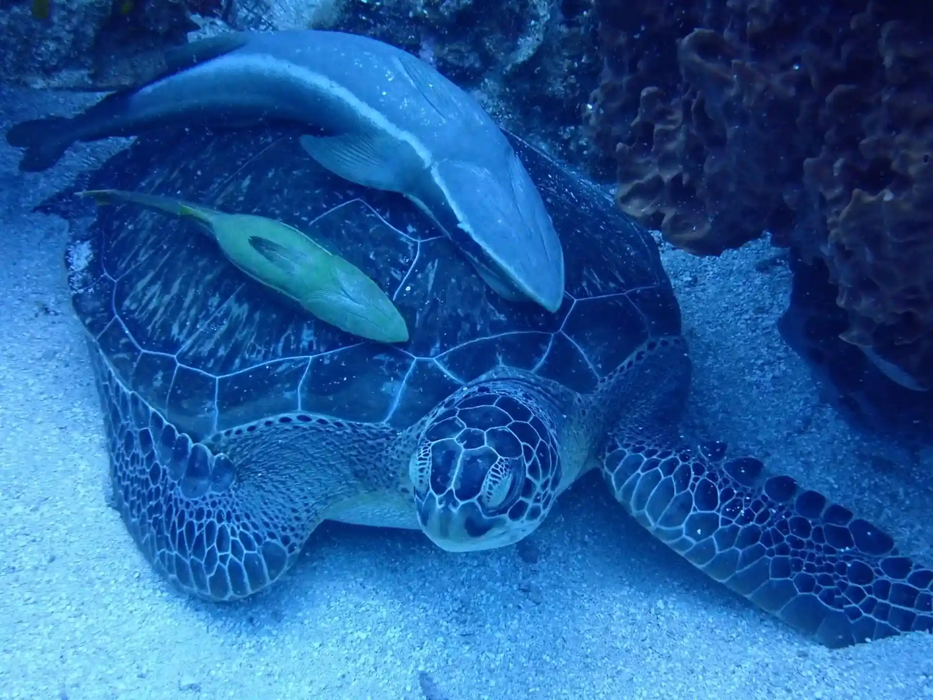 Dive site photo