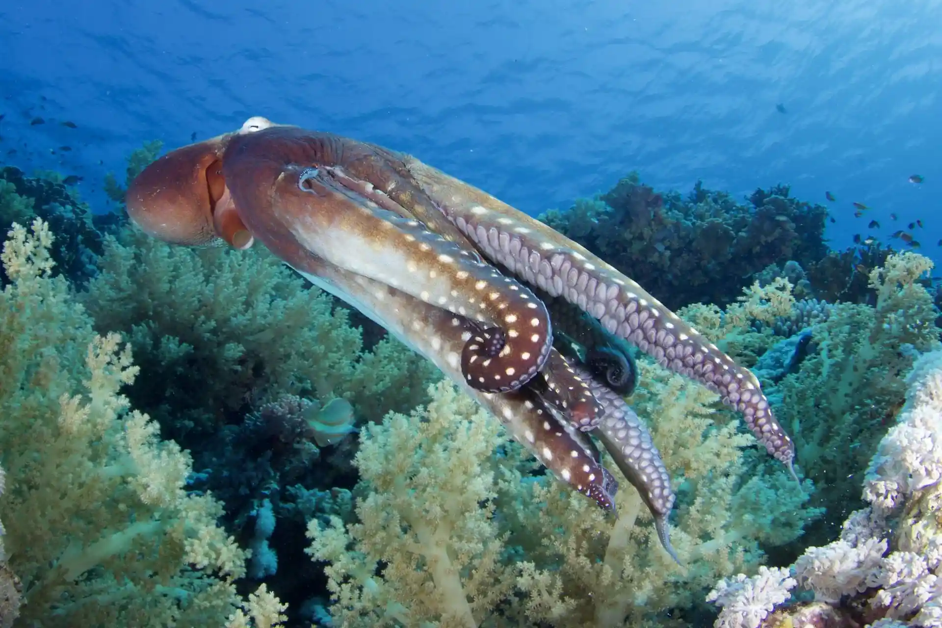 Dive site photo