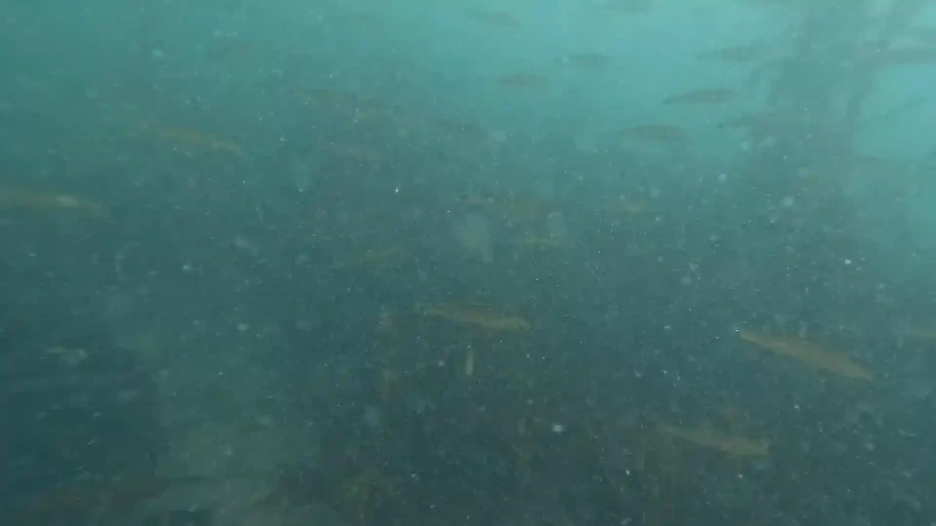 Dive site photo