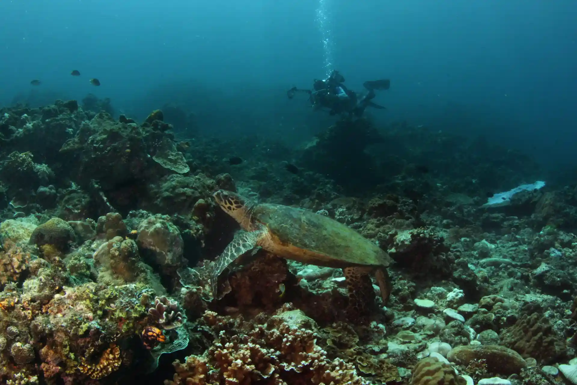 Dive site photo