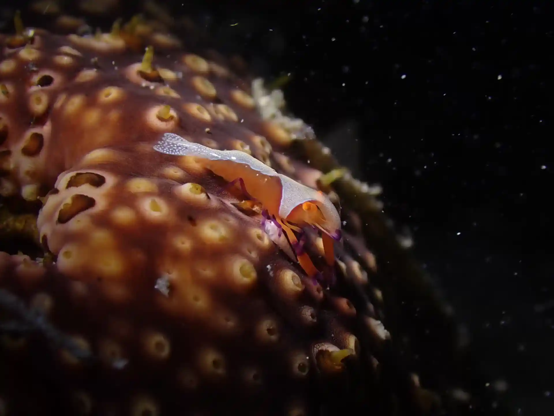 Foto des Tauchplatzes