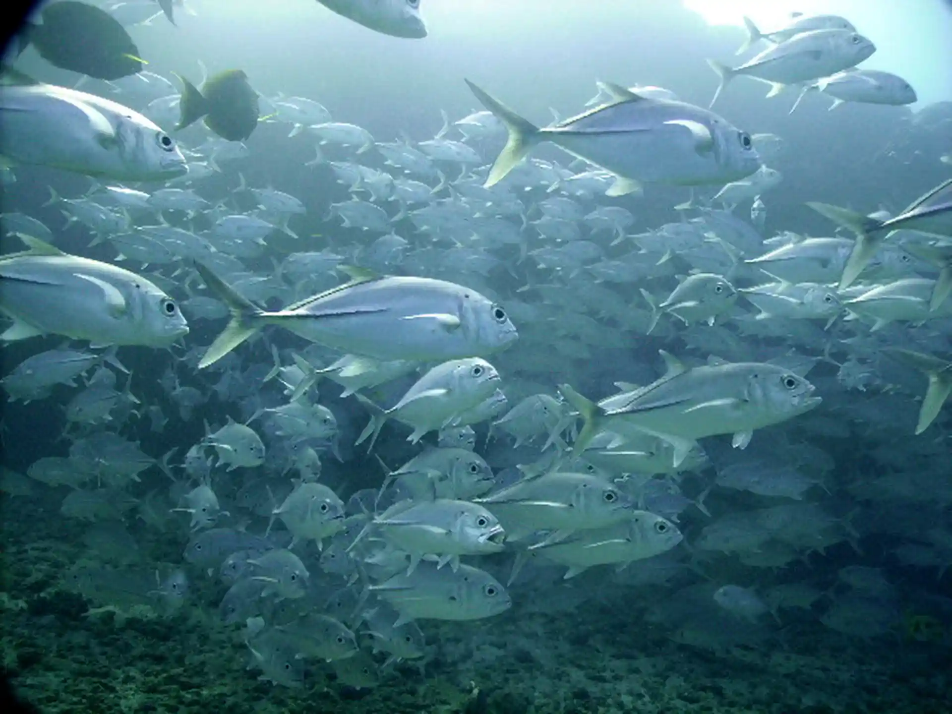 다이빙 포인트 사진