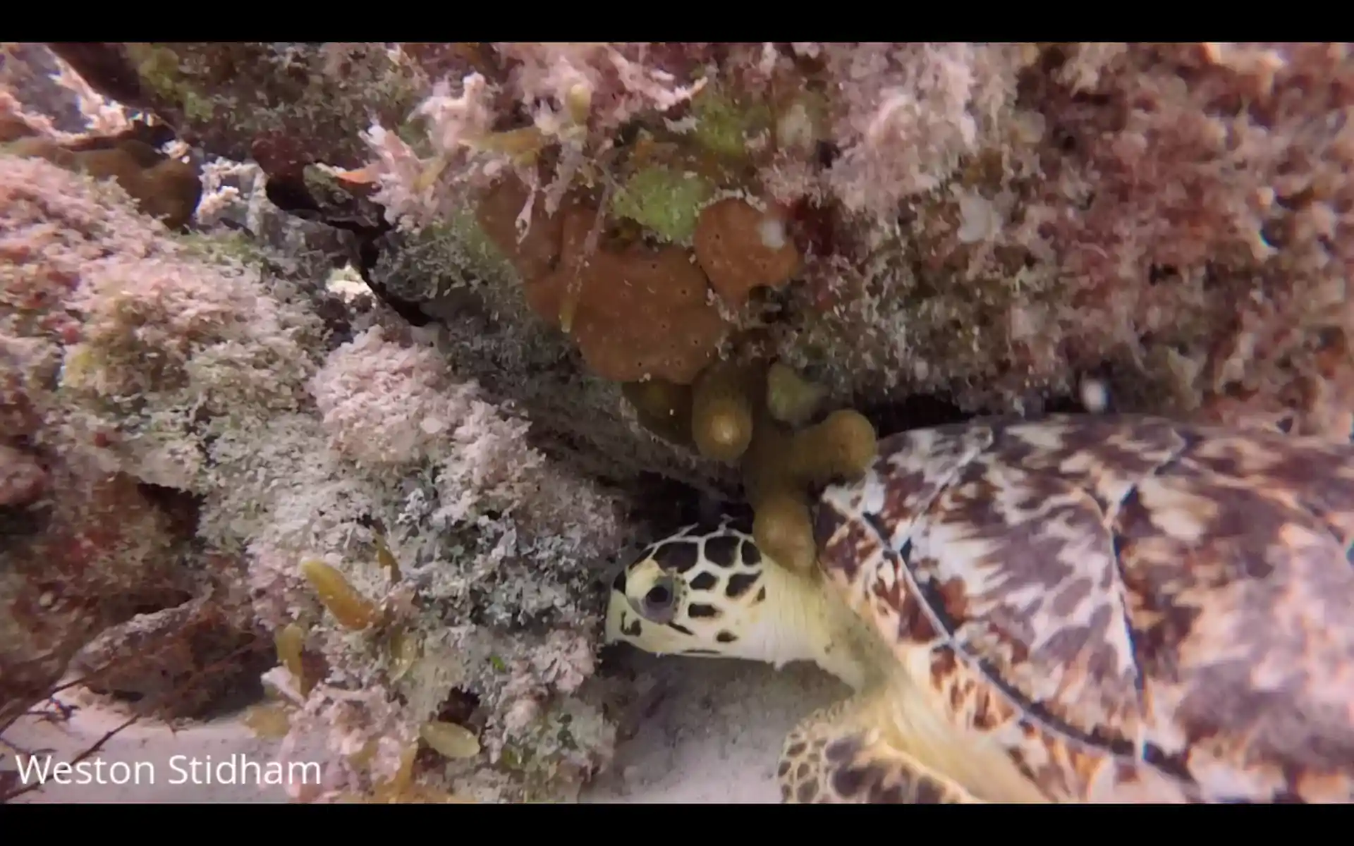 ダイビングサイトの写真