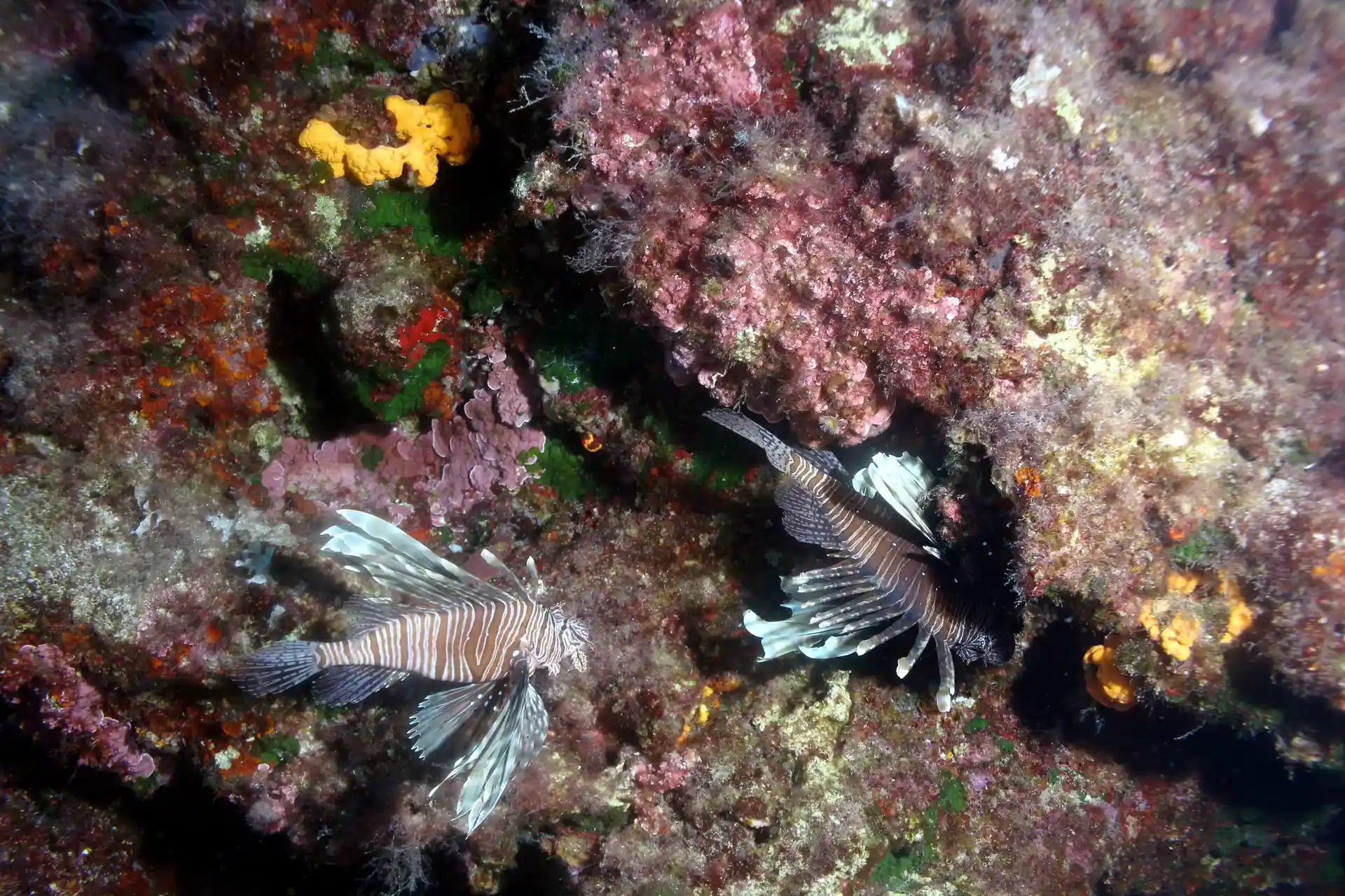 다이빙 포인트 사진