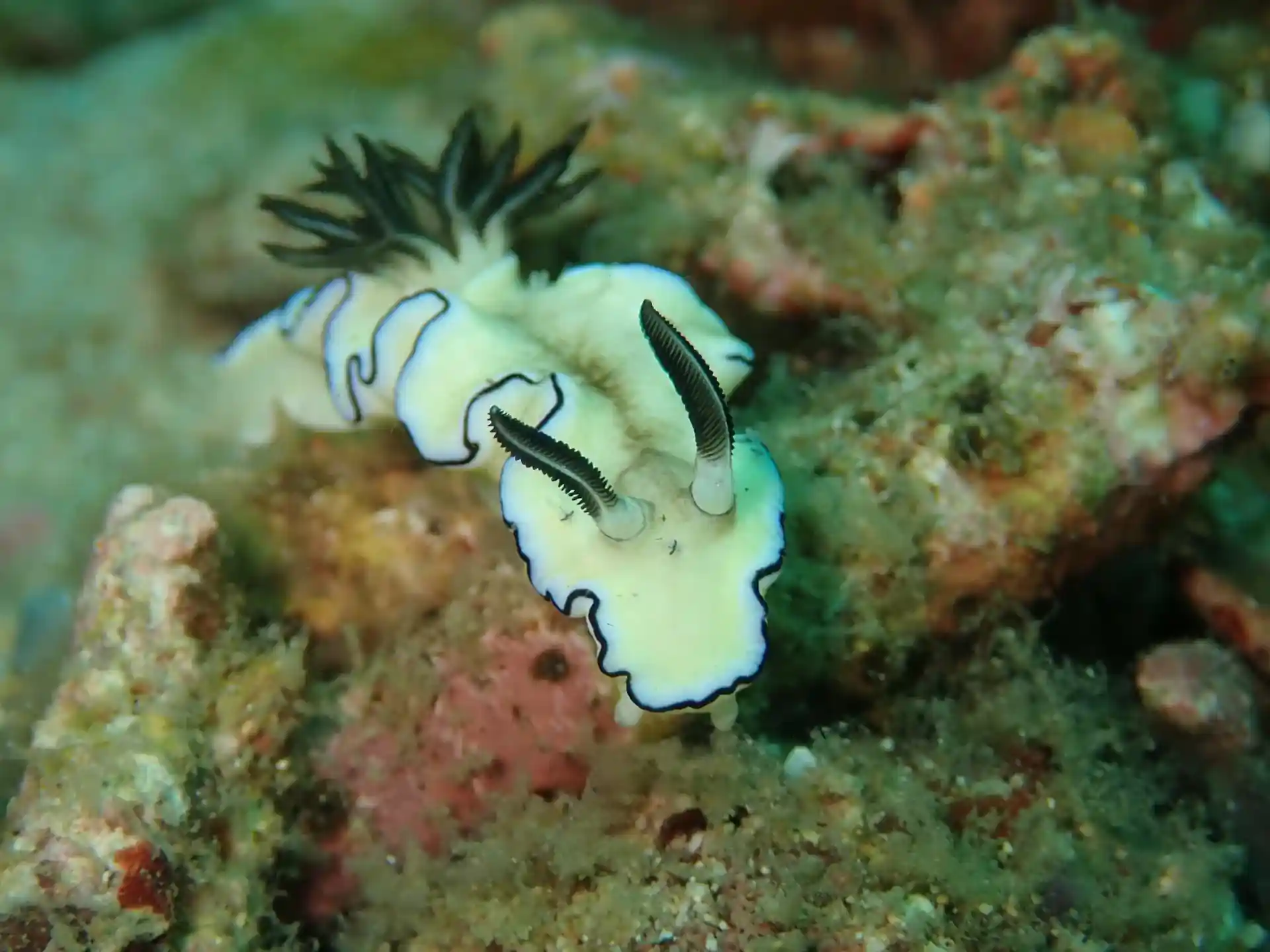 Dive site photo