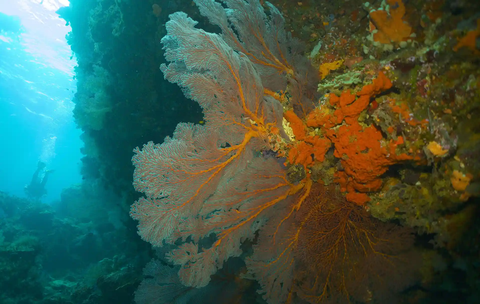 Dive shop photo